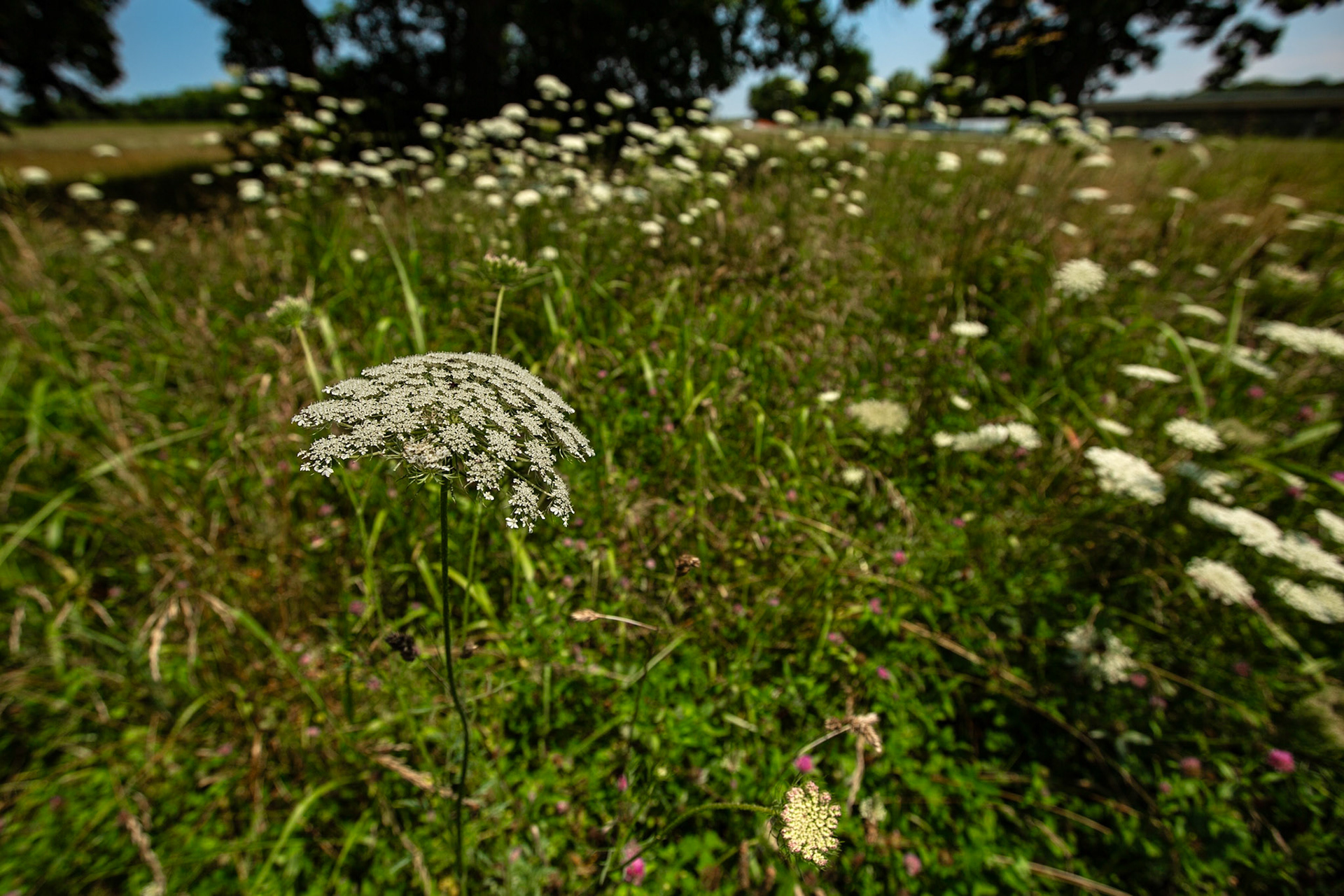 Queen Anne's Lace, Bussell Island Boat Ramp, Tellico Dam, June 16, 2024