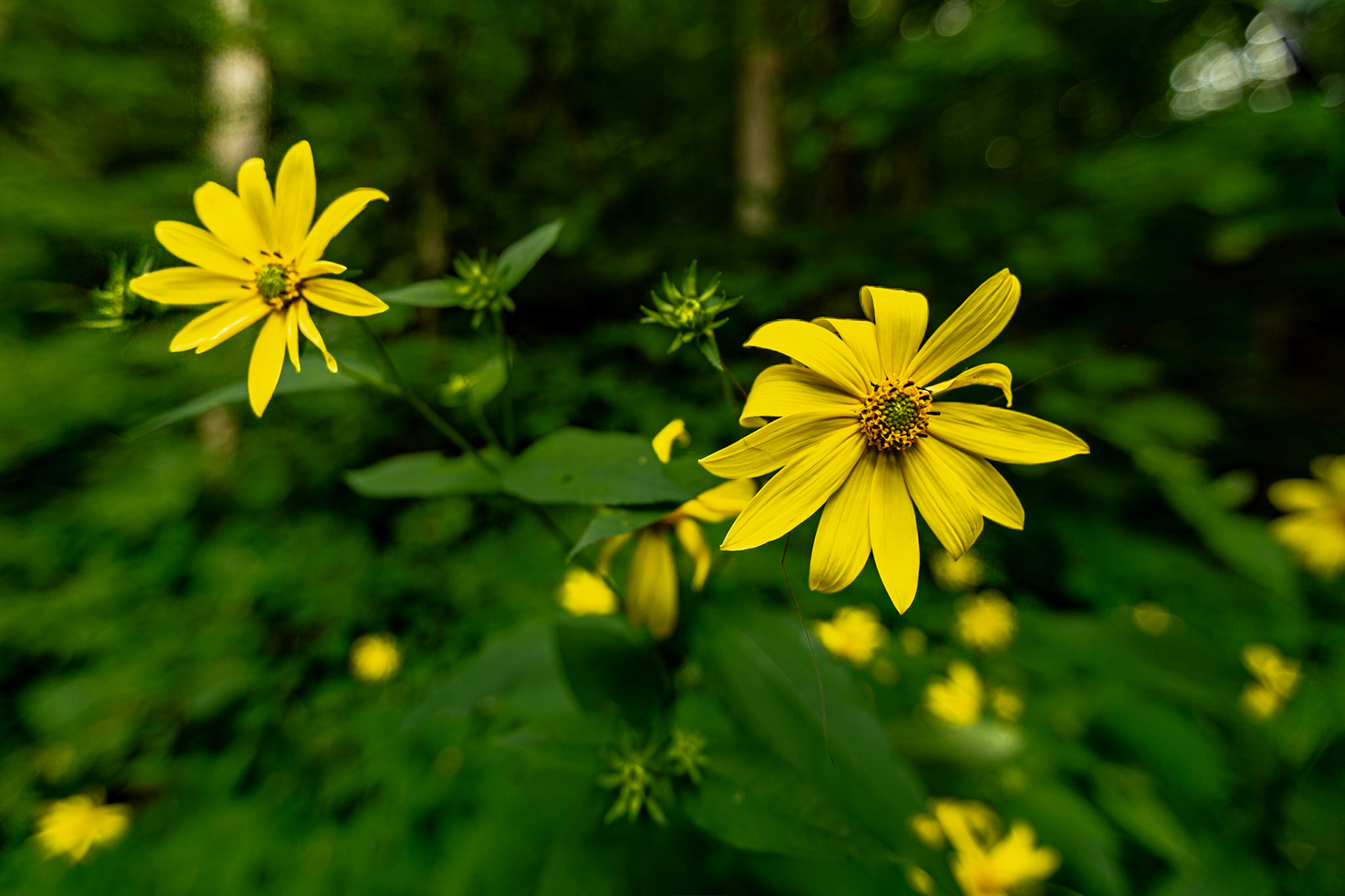Summer on North River Road, Cherrokee National Forest