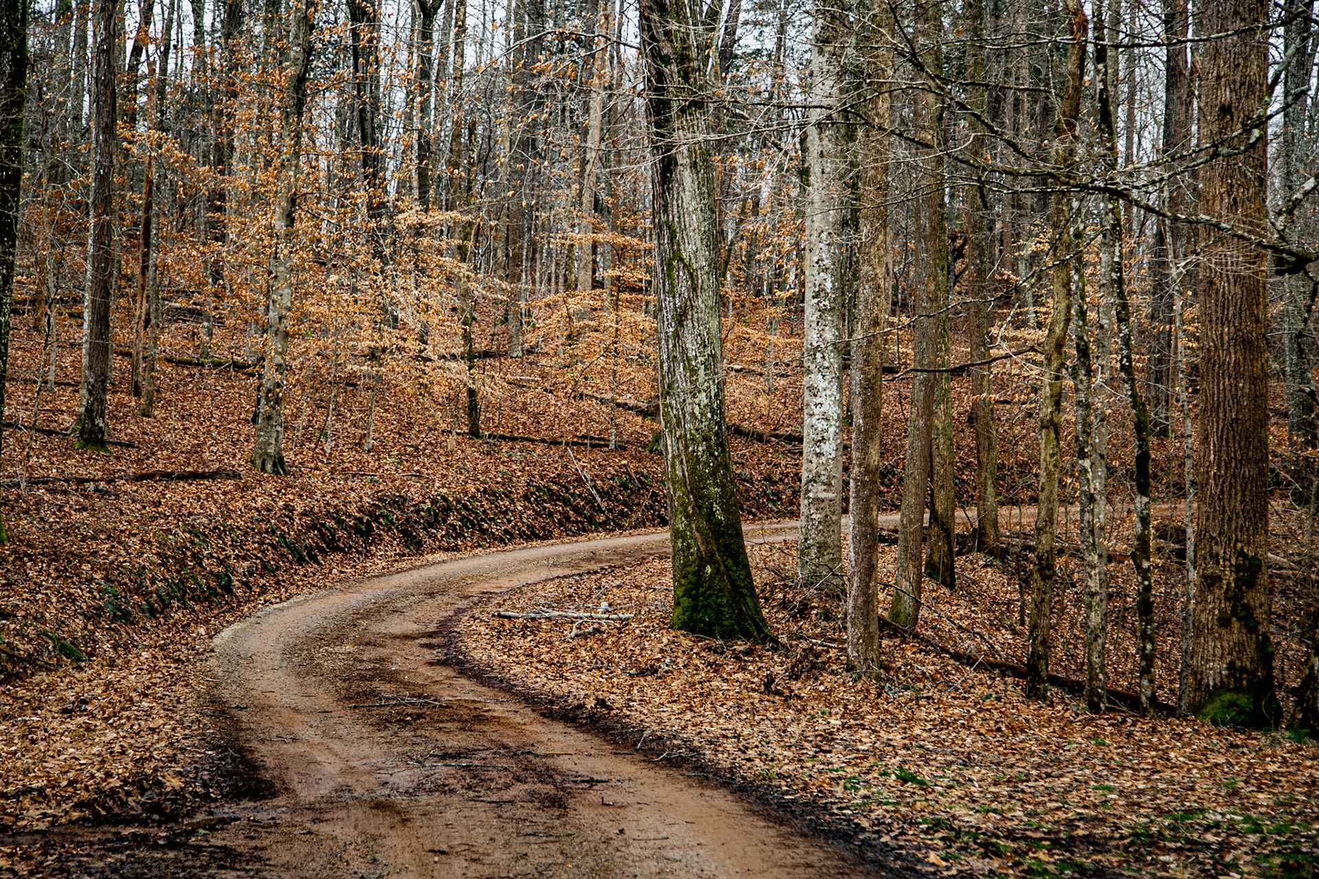 Country roads are wonderful.  This one, in Chuck Swan Wildlife Management Area, reminds me of many in the community of my youth.  Nevertheless, they still remind me of “Country Road” by James Taylor.  “I guess my feet know where they want me to goWalking on a country road, yeahTake to the highway, won't you lend me your name?”