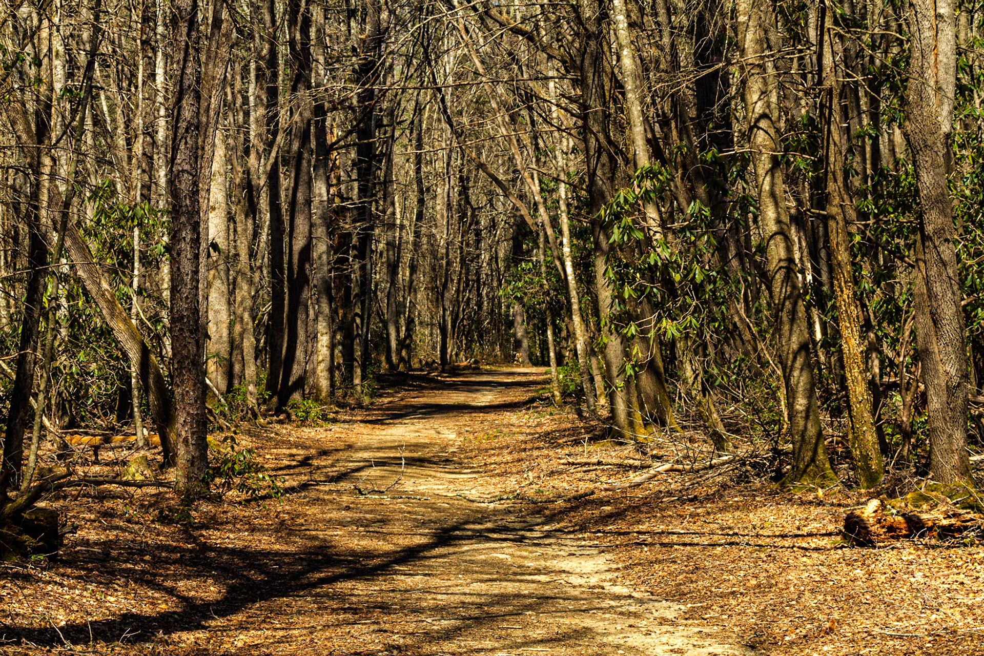 Steve Woody Place Trail, Cataloochee Valley, Great Smoky Mountains National Park