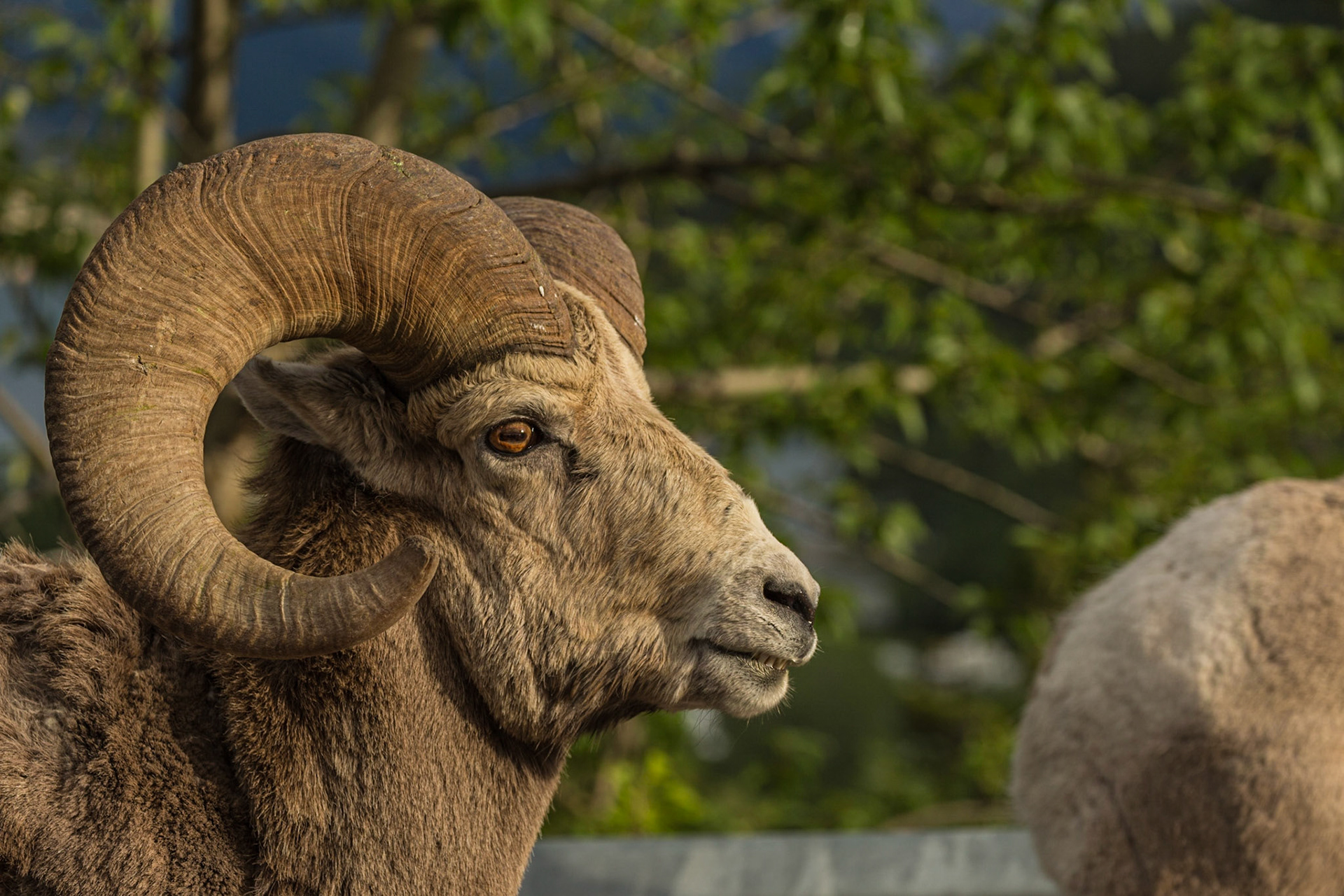 As we came into Waterton, Alberta, we were exited to find a brown bear in the lawn of a home. Mark tried for a few shots from the nearby business’ the parking area.  We looked for another perspective on the road to Cameron Lake and could not see the bear. Low and behold, there were three mountain sheep beside that road. I think this was the closest I have ever been to these beautiful animals. The evening light was just right and they hung around for us. We were in the right place.