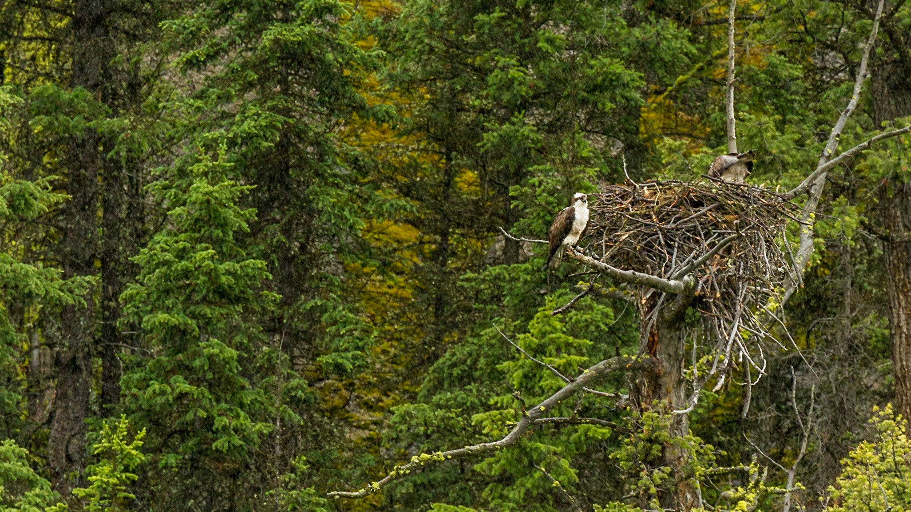 Lamar Valley Day in Yellowstone National Park