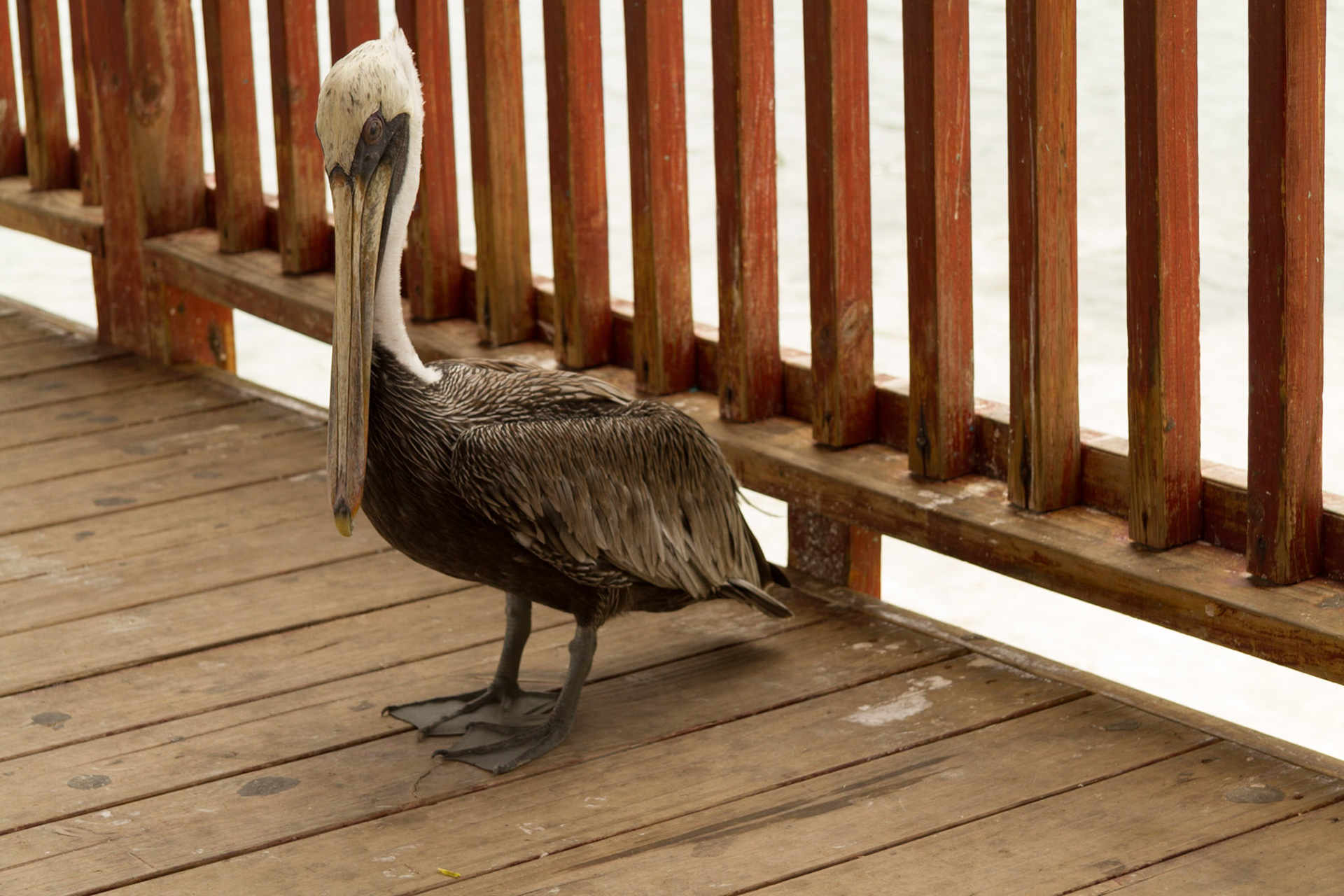 Of course, we had to spend a little time at the marina and boardwalk for Playa Ponce.  Lunch was a good reason to go there.