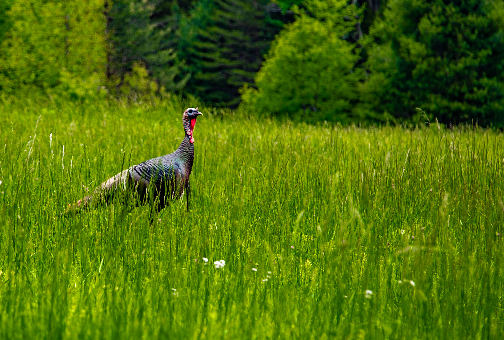 Turkey at Cades Cove