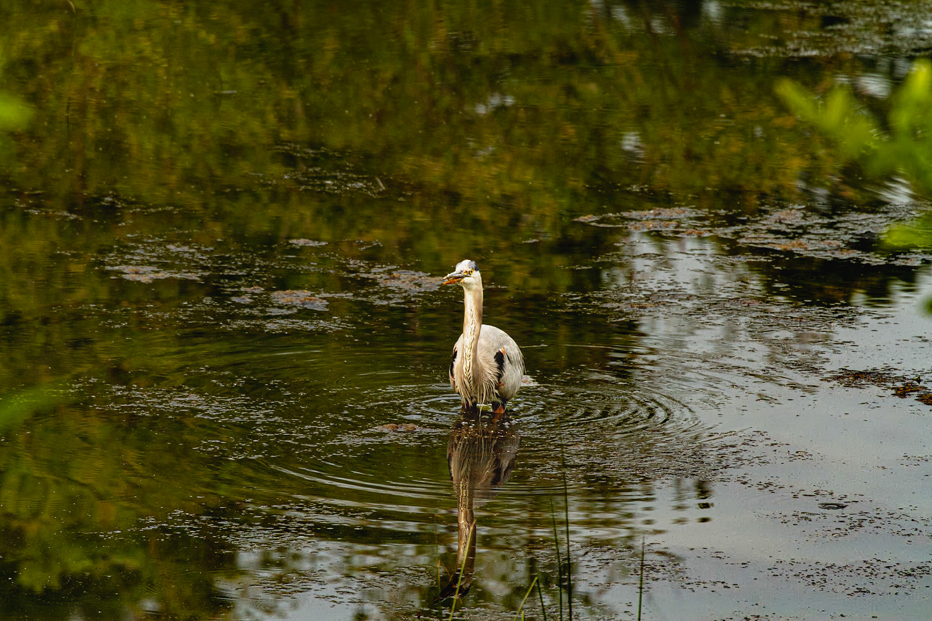 This guy was fishing in our neighborhood Friday May 26, 2023.