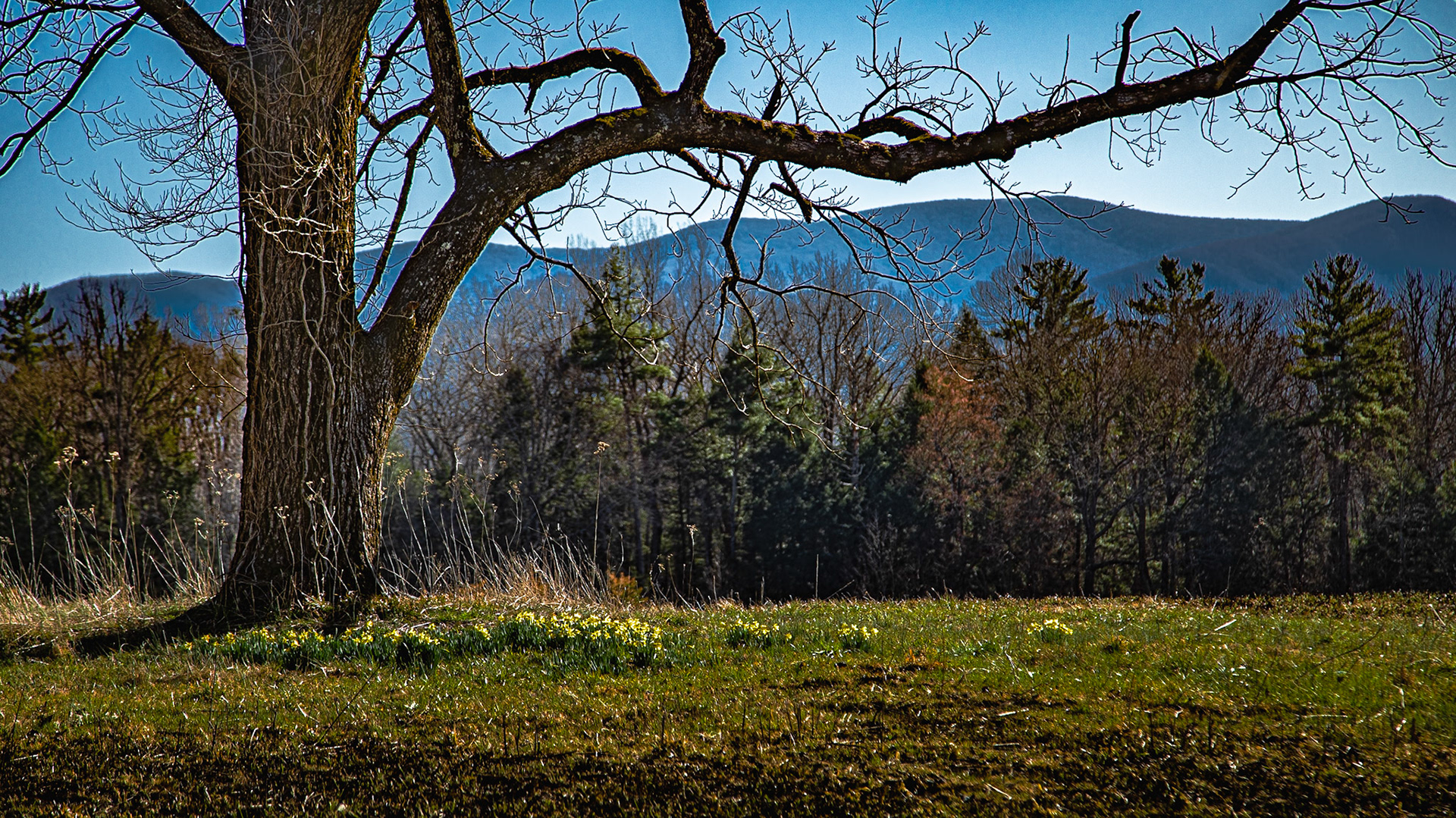 Daffodils in Cades Cove