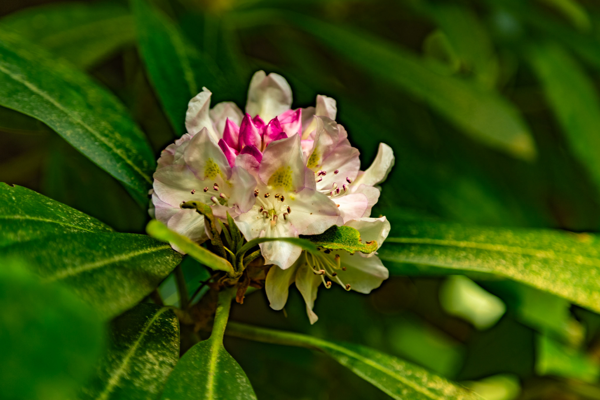 Mountain Laural on Middle Prong Trail