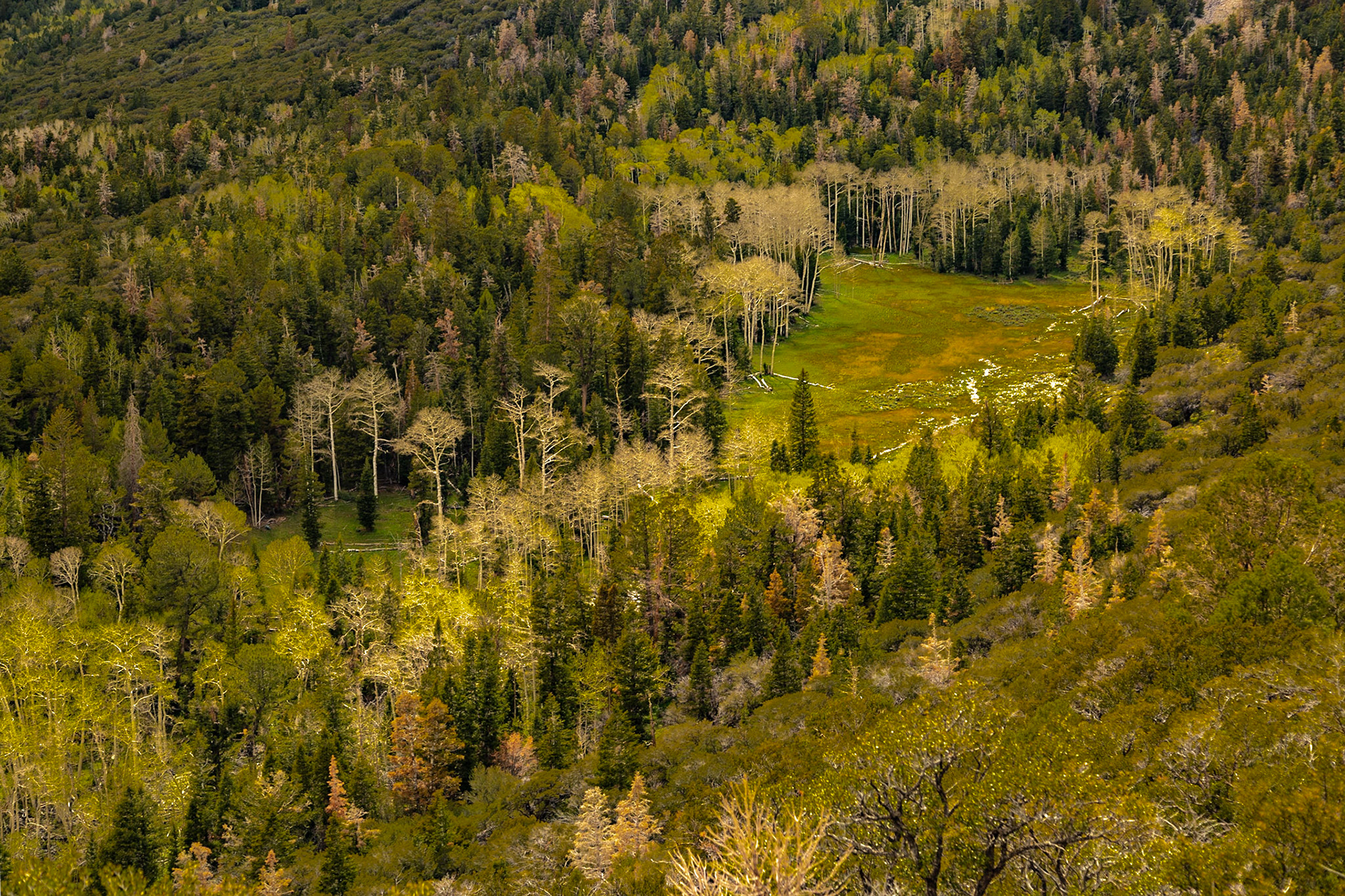 Spring Aspen Grove from Stephen T. Mather Overlook, Wheeler Peak, Great Basin National Park