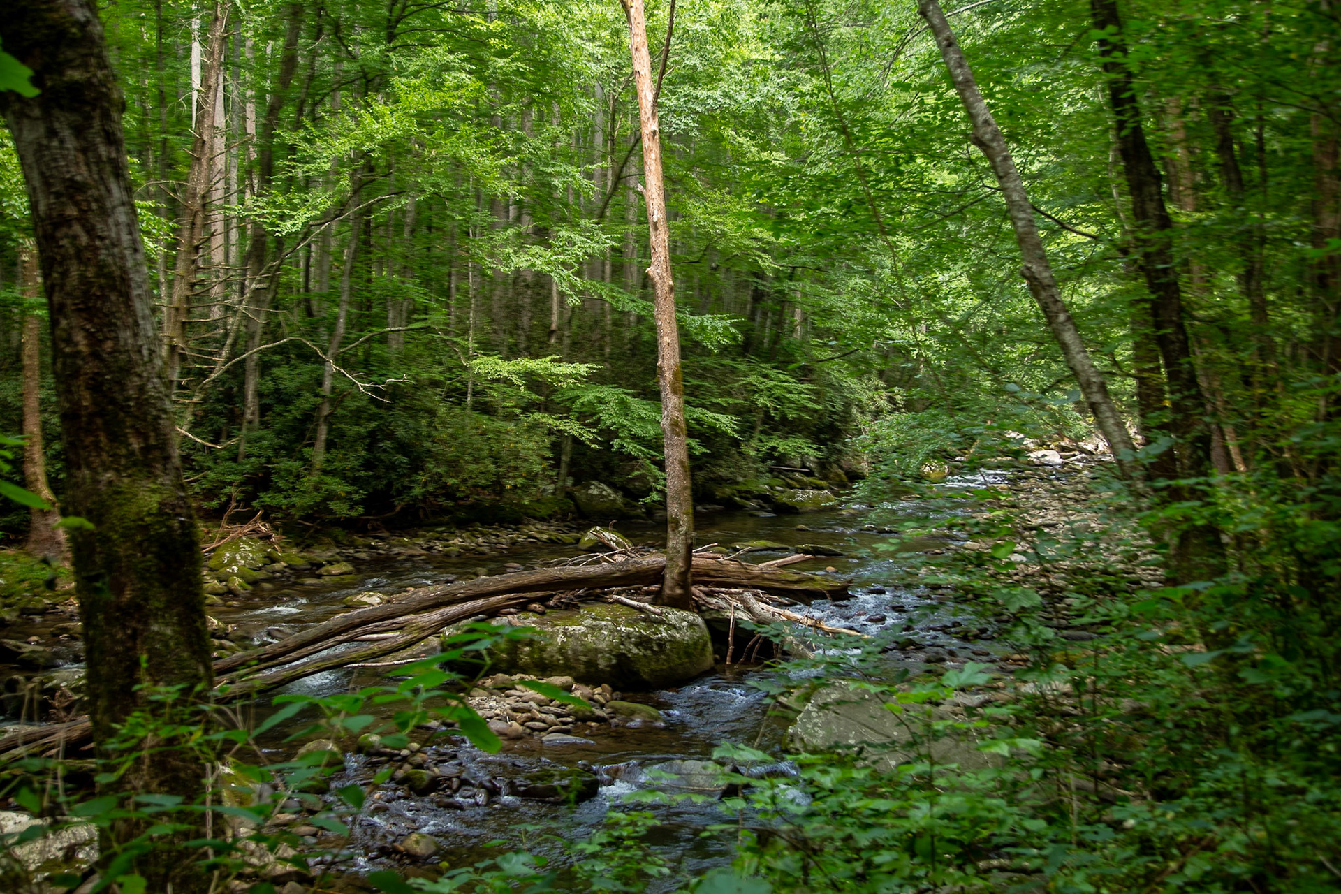 Little River at Elkmont