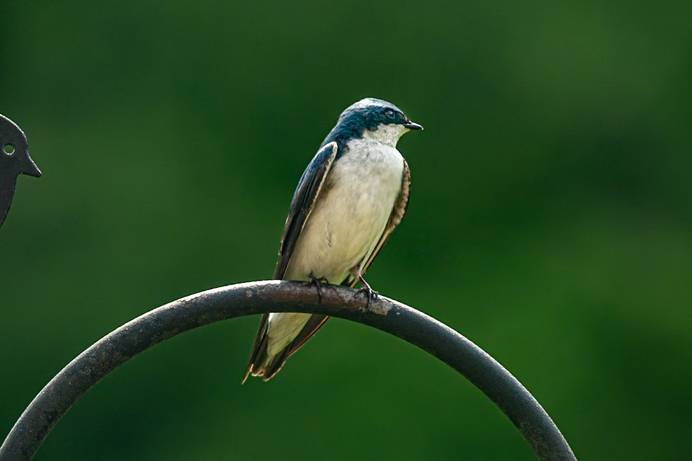 Tree Swallow May 2, 2025