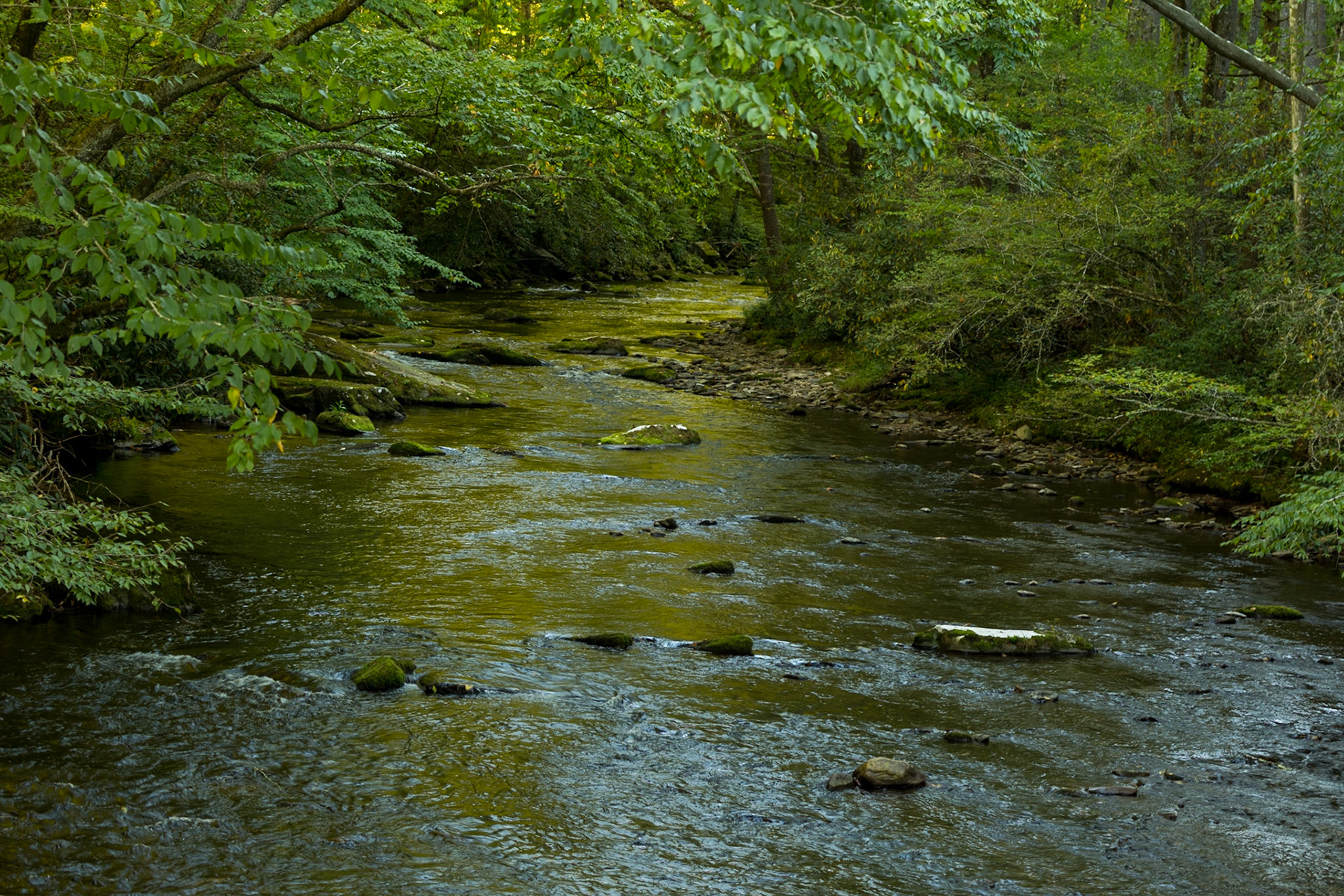 Cataloochee Creek from Bridge