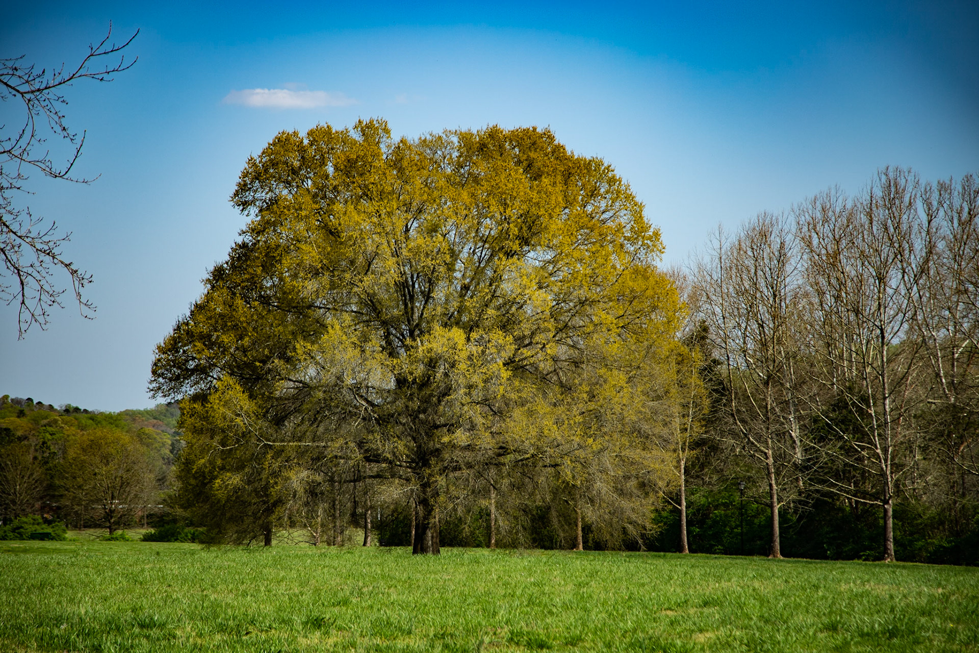 Spring in Lakeshore Park