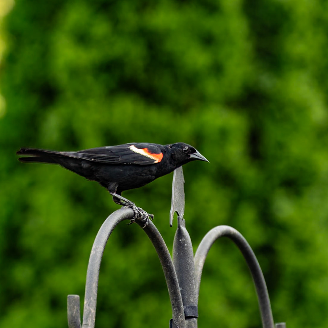 Red-winged Blackbird