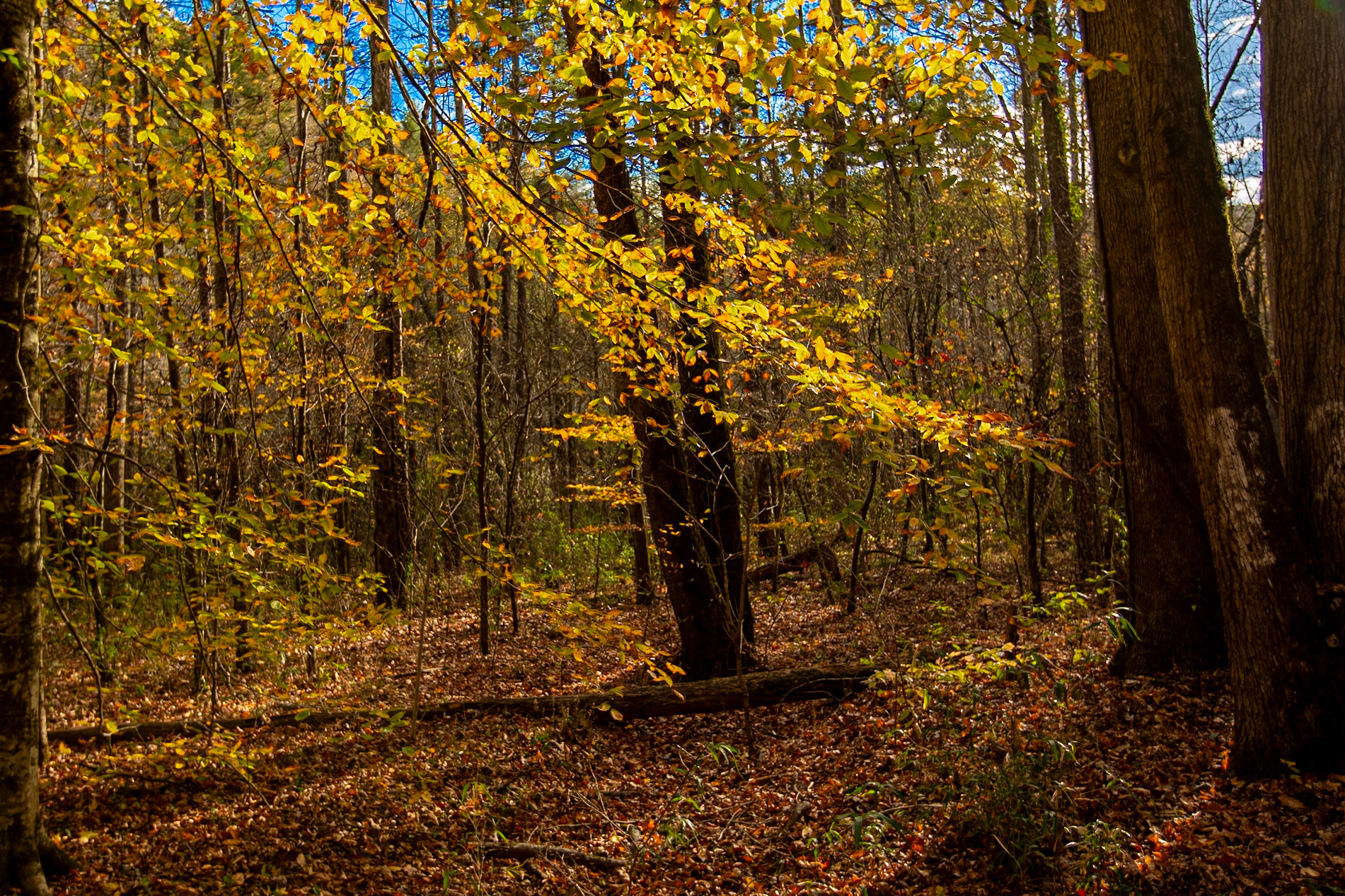 Citico Road near Buck Highway, Cherokee National Forest, November 5, 2024