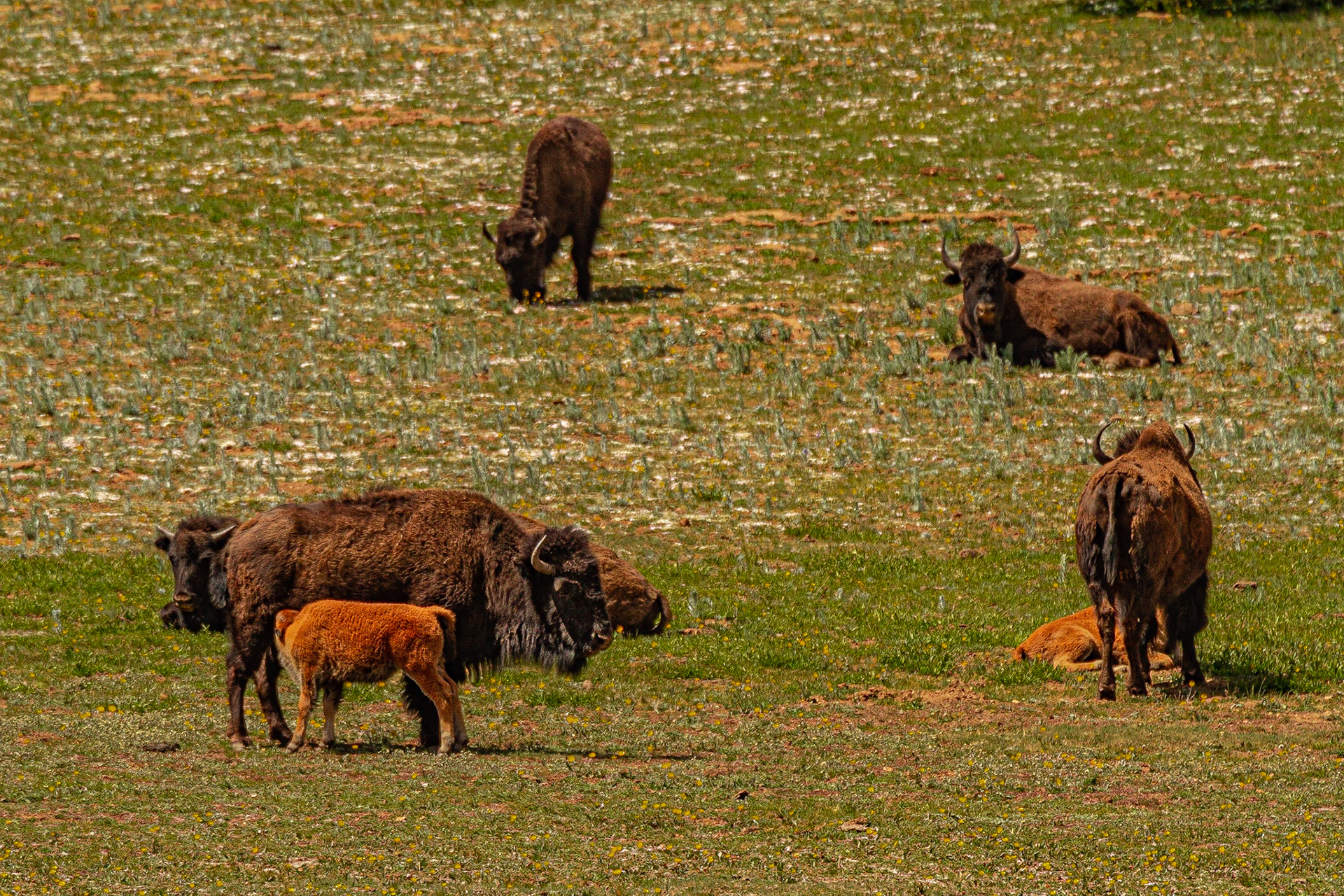 The Herd - North Rim, Grand Canyon National Park
