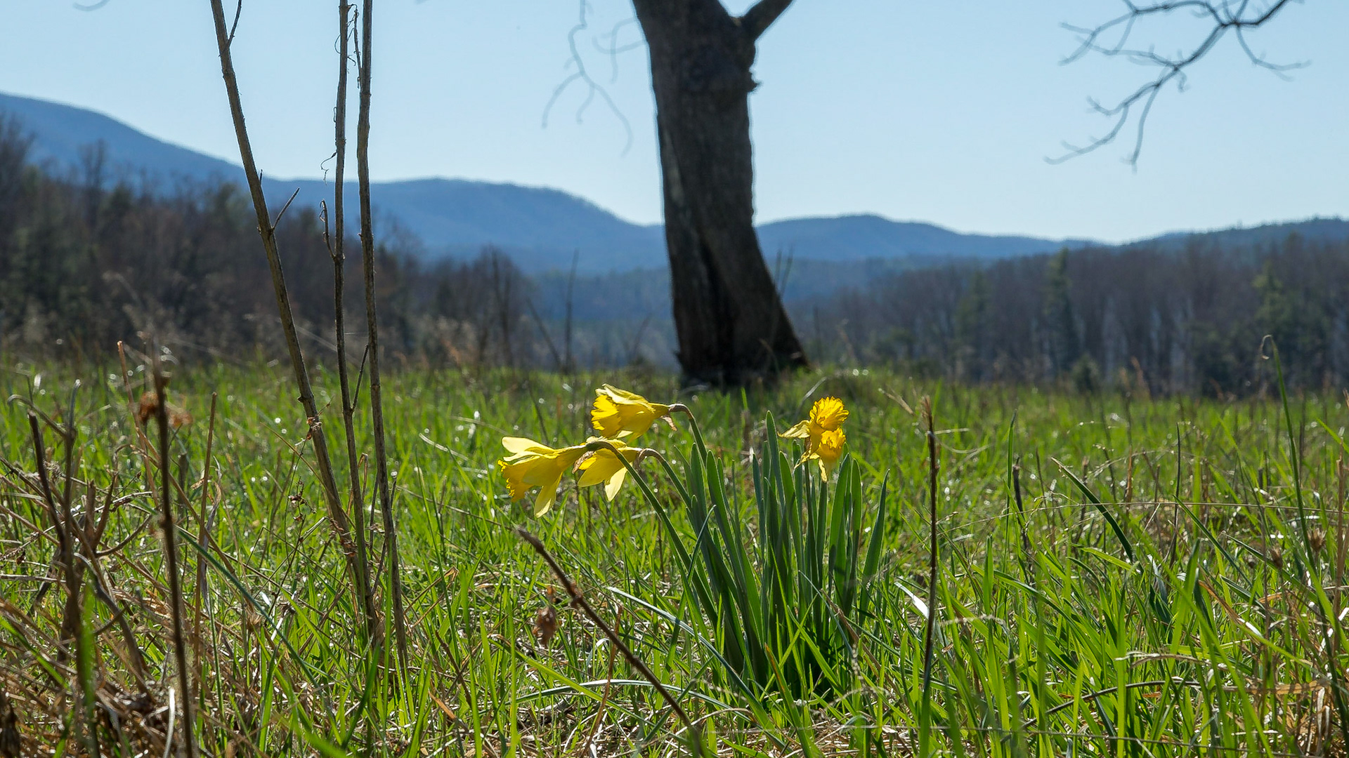 Cades Cove Saturday