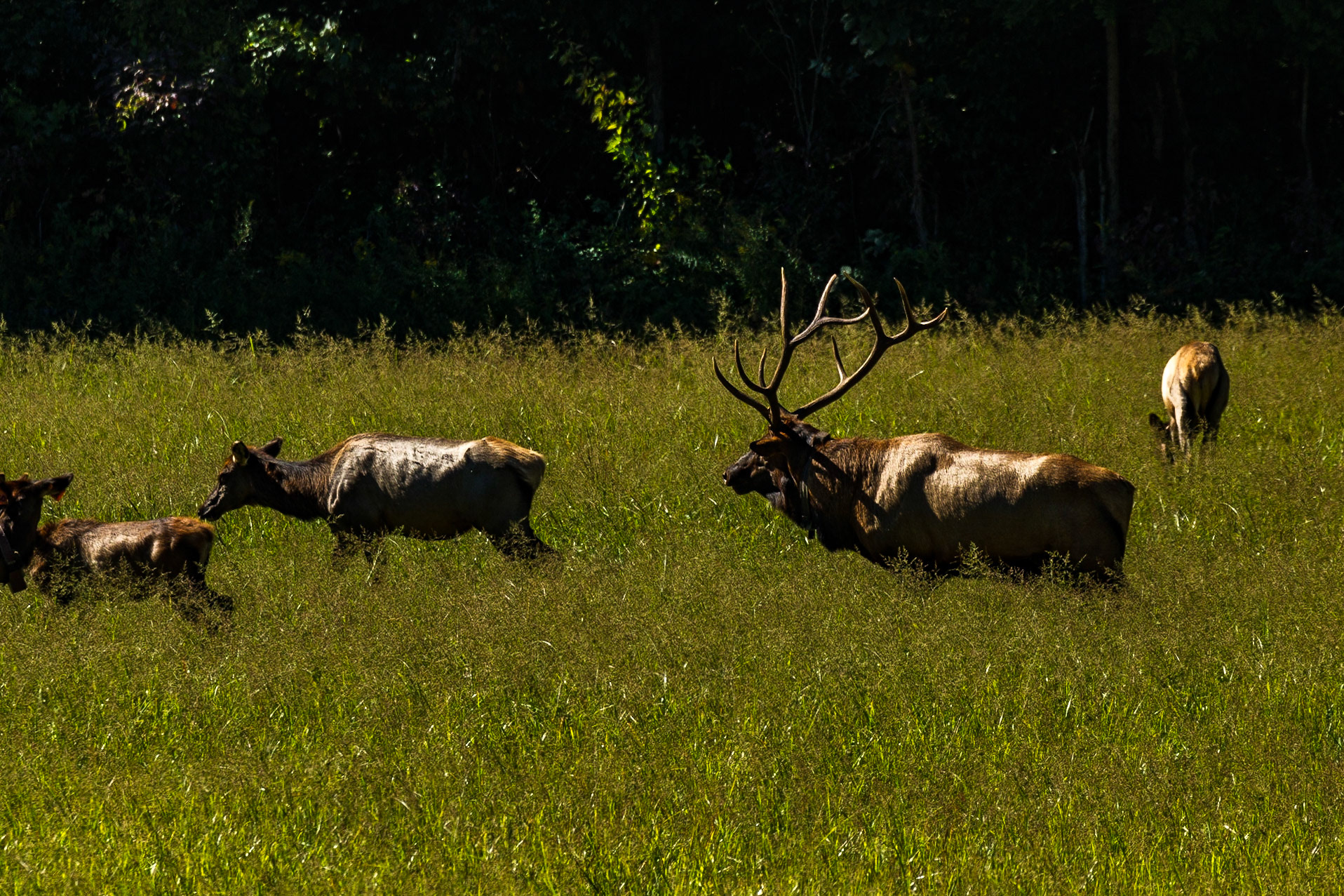 The Season for Elk in Cataloochee Valley