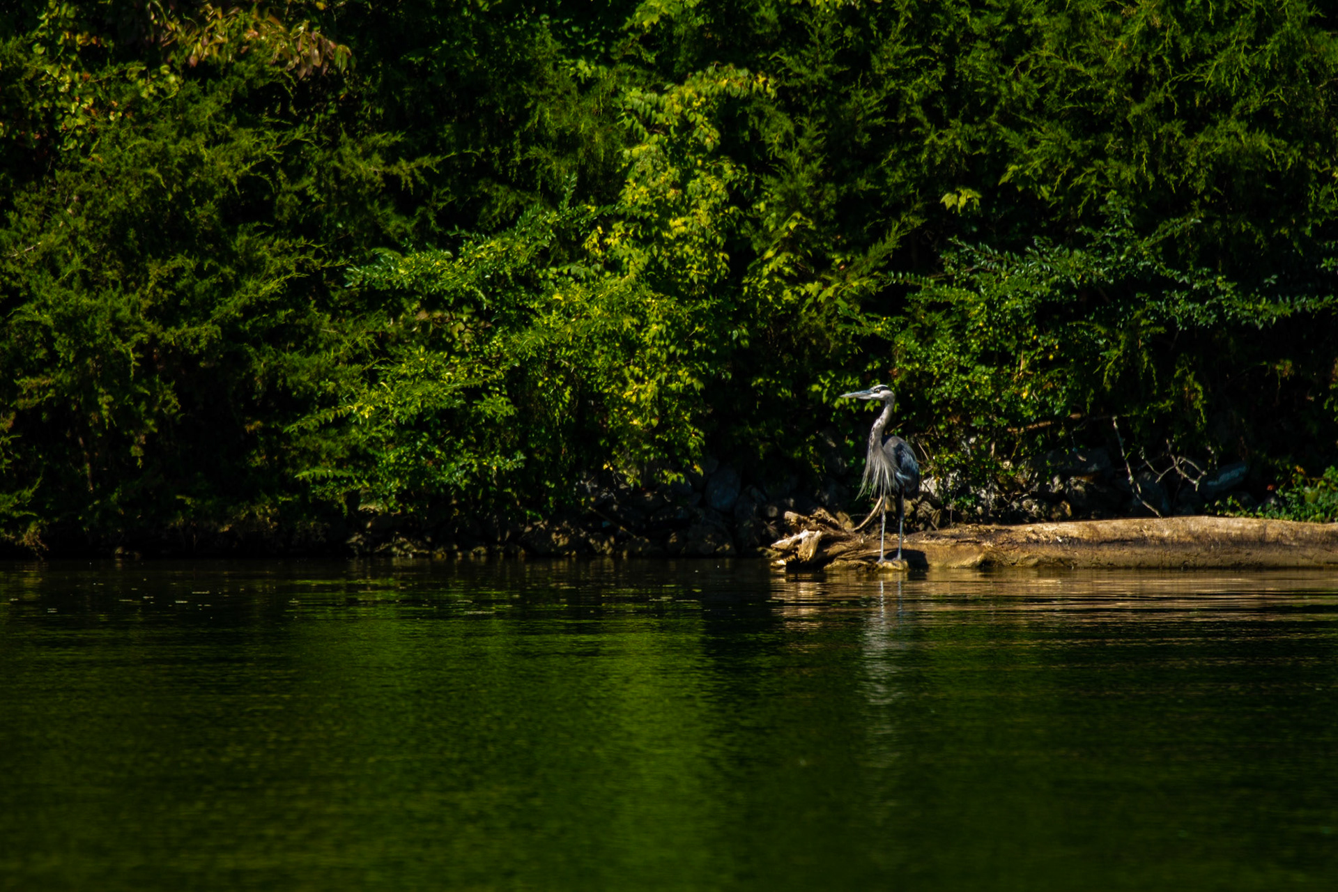 Cove Park Heron