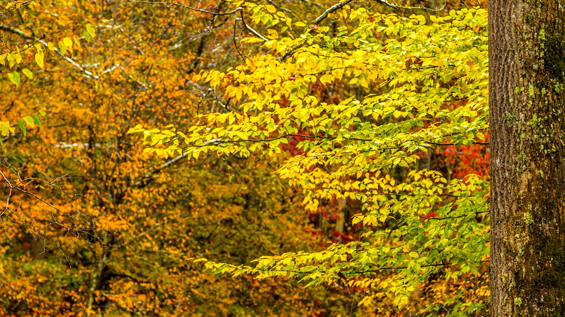 It was the day after Halloween, with considerable snow above 2,500 feet elevation.  Mt. LeConte had 22 inches.  All the Smoky Mountains National Park roads were closed.  We went to Townsend anyway.  The fall color was great.  At Cades Cove Road, it was time to walk for a bit.  Before leaving the area, we took a side trip to Wears Valley Methodist.