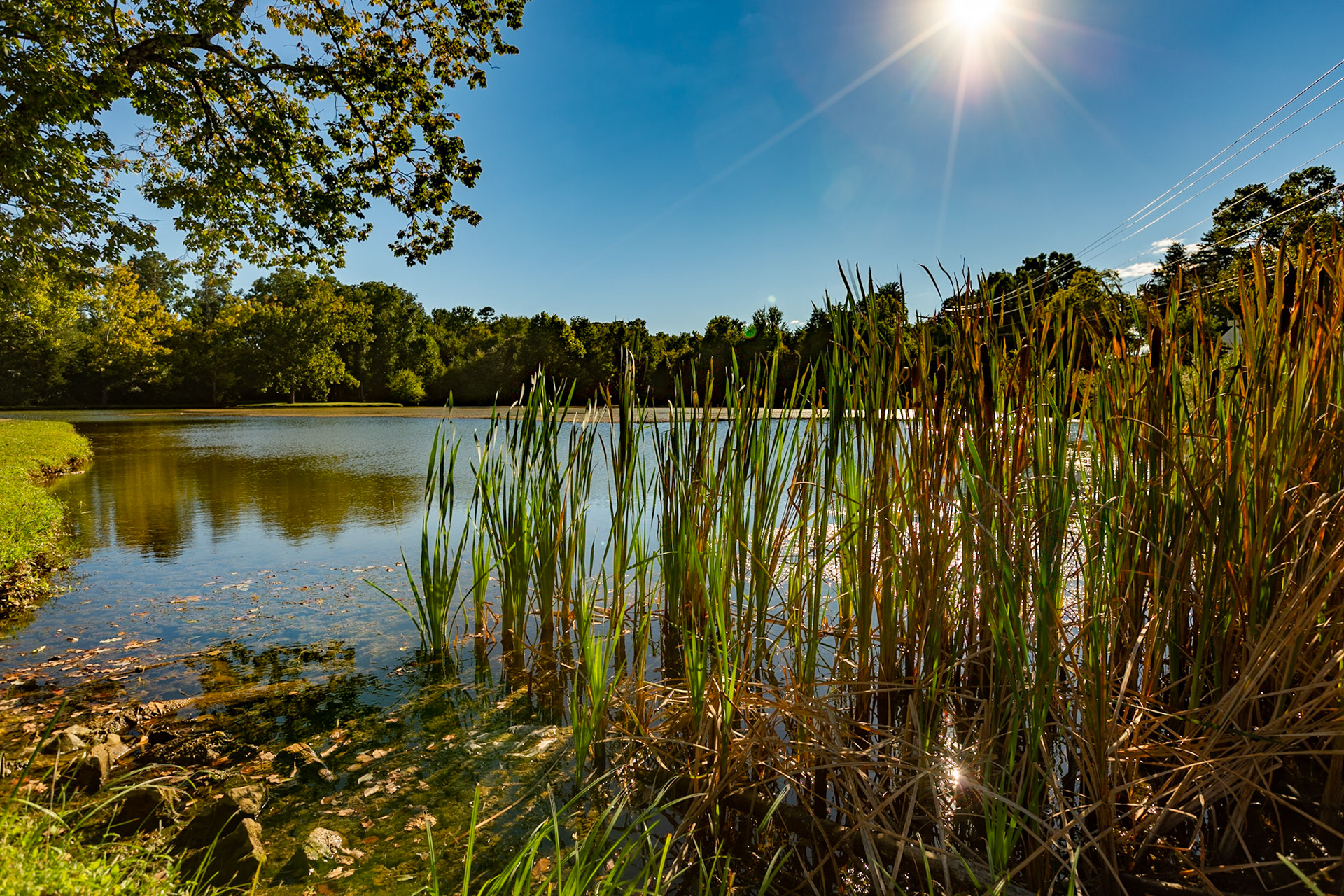 Cattails at The Cove Park