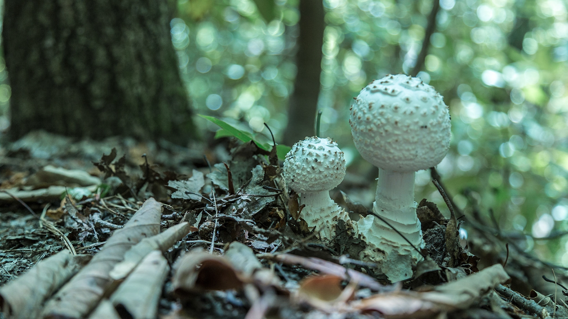 Trever and Grace's brother, Knox, was born the day before these images. Christie spent the night with them, including Josephine. I drove to see Knox and took the two older kids to Buffalo Mountain for a little exploration.  I took a few pictures, including mushrooms and a fire ring someone left.