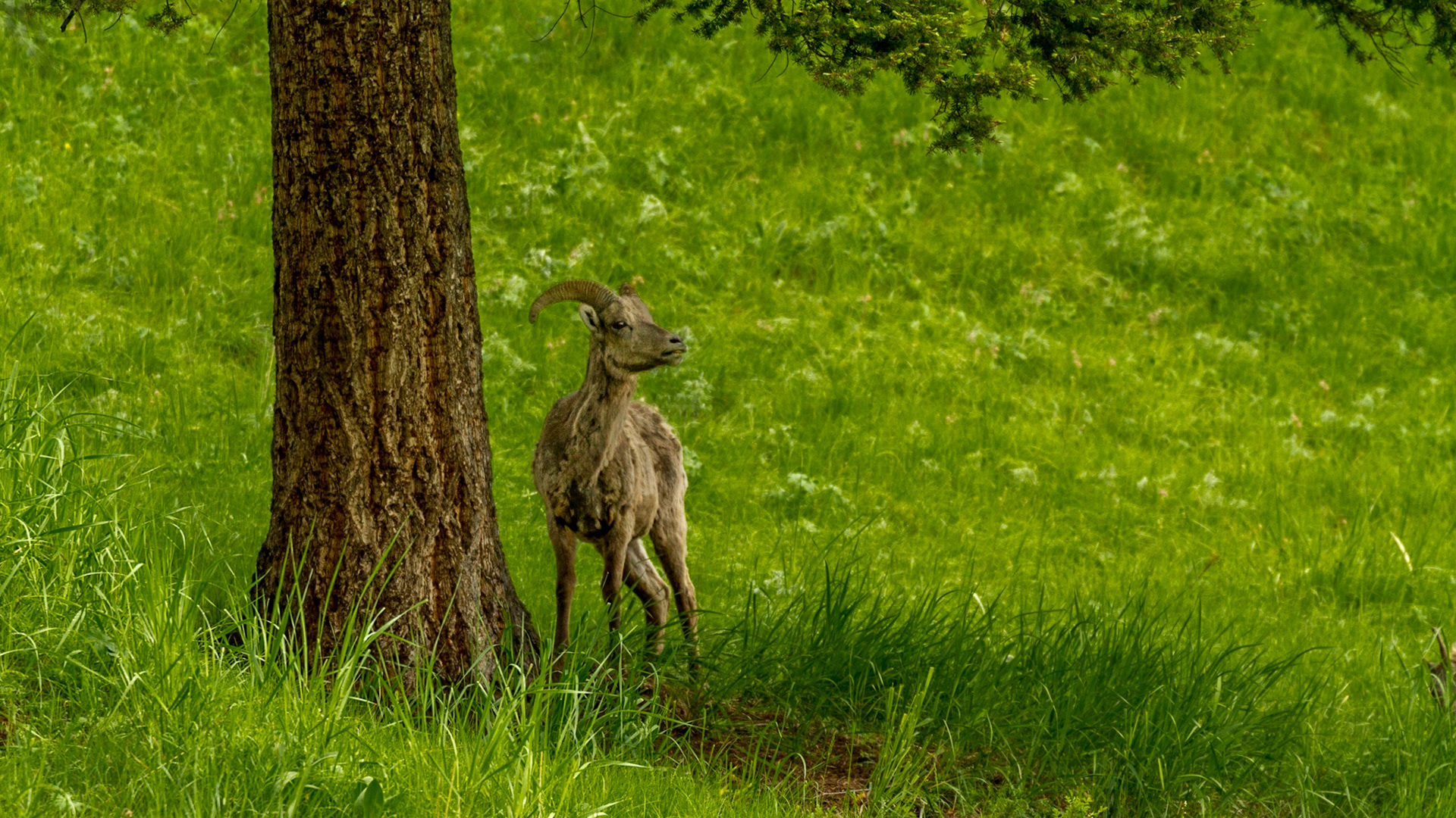 Lamar Valley Day in Yellowstone National Park