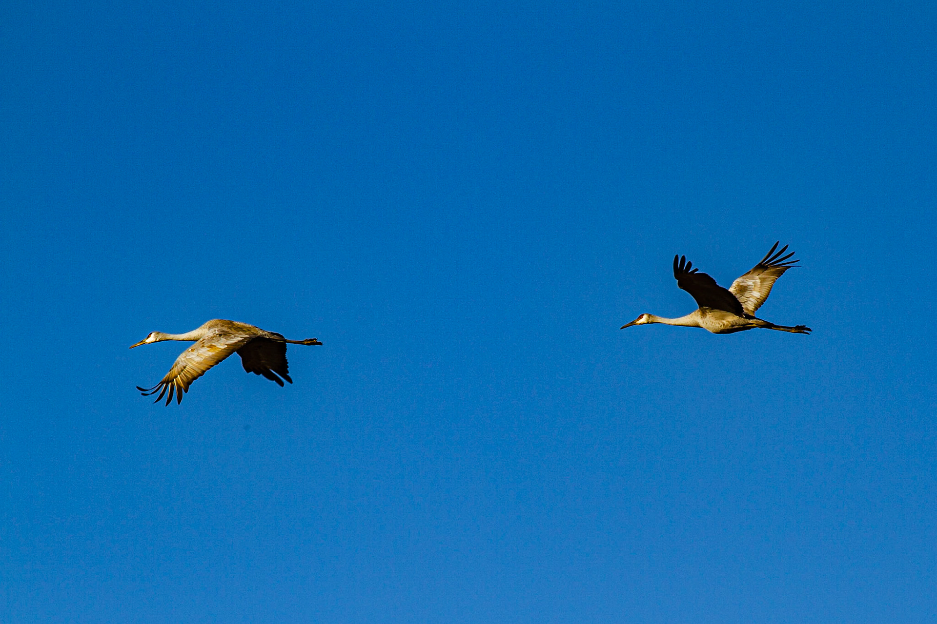 These guys stand 3 to 4 feet tall and have wing spans of 6 feet.