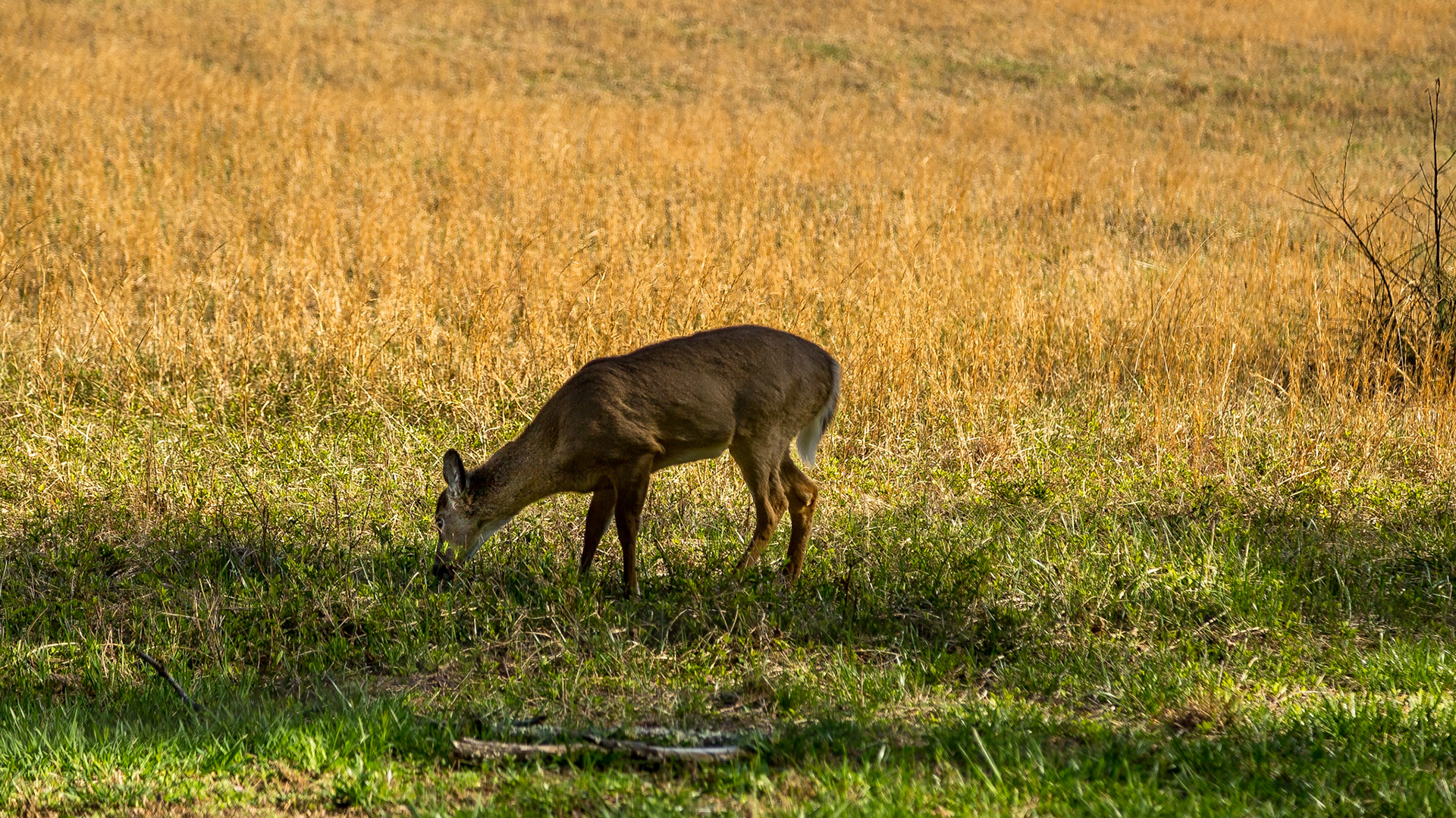 Cades Cove Saturday