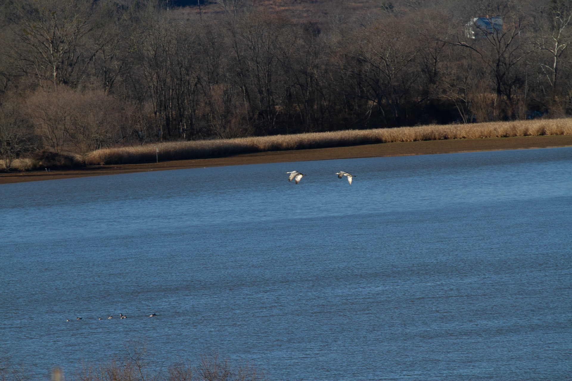 These guys stand 3 to 4 feet tall and have wing spans of 6 feet.