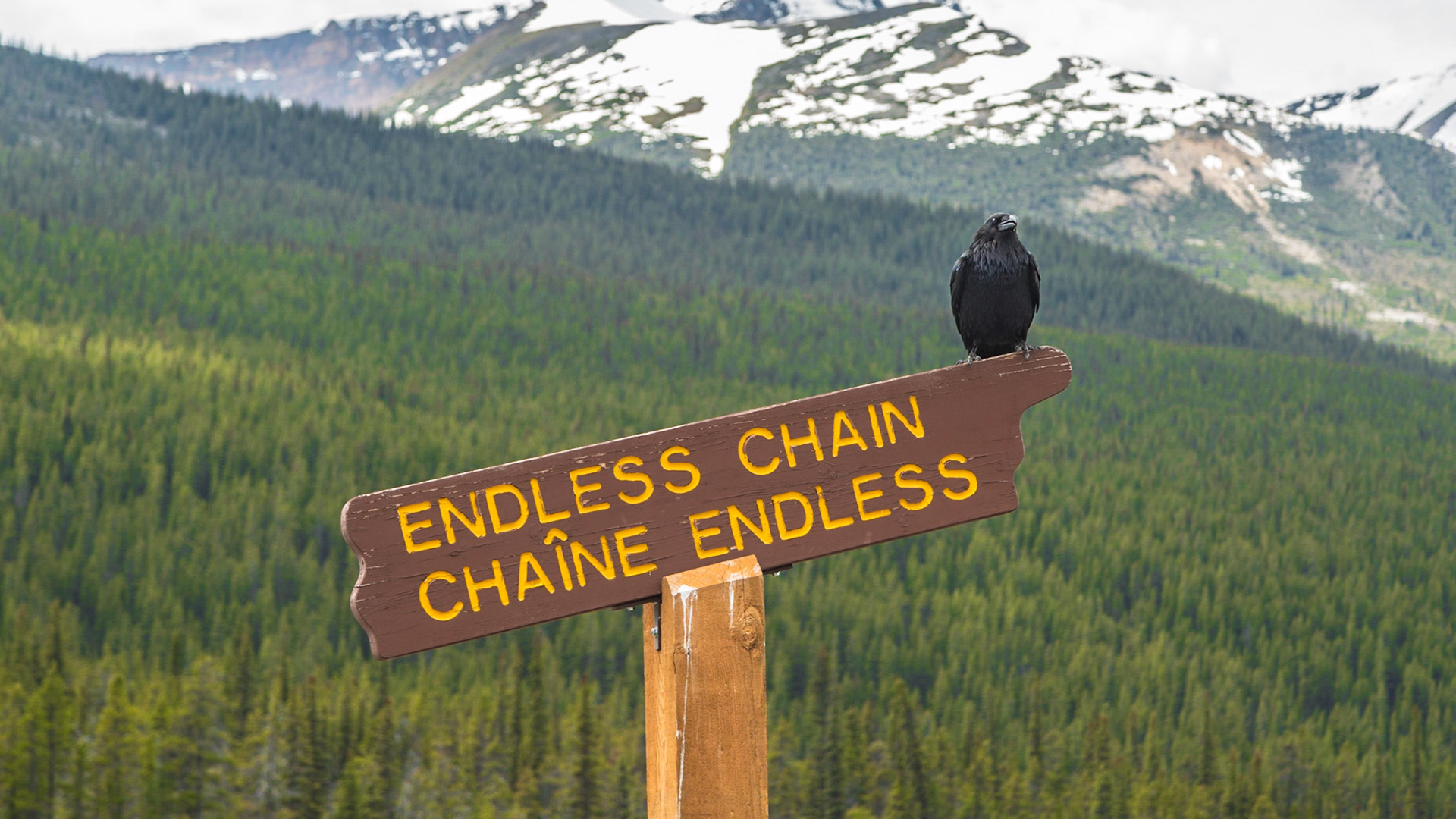 All along the Icefield Parkway, there are overlooks to enjoy the scenery.  This is one where we stopped for a while.  There were a few similar signs, pointing to peaks.  This one pointed to a long series of peaks that looked like extremely large slabs stacked on each other with their square corners pointed to the sky.  The raven, however, made this sign the best choice for an image.  If I had taken pictures of other signs I may have been able to write more about this stop.