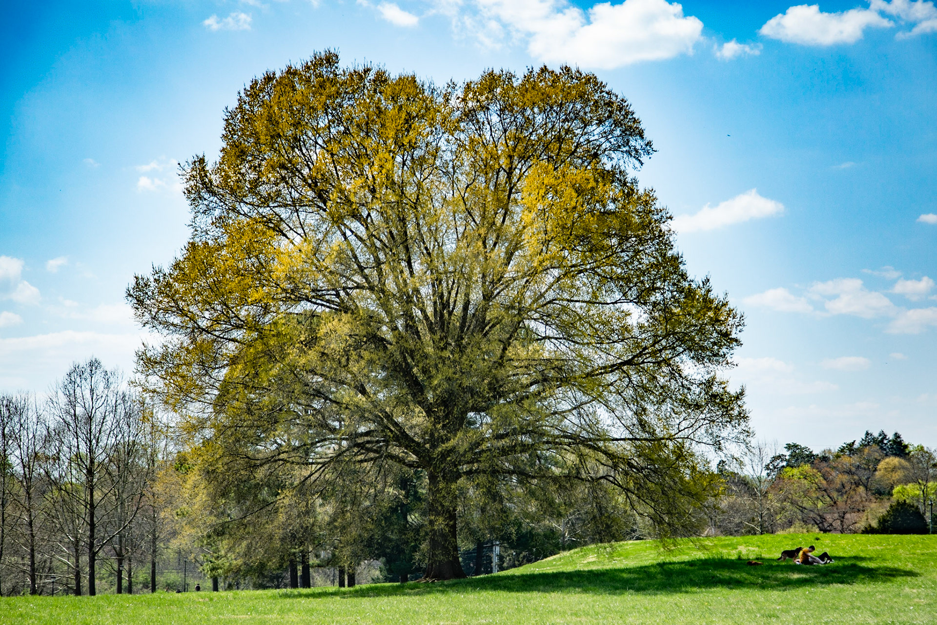 Spring in Lakeshore Park