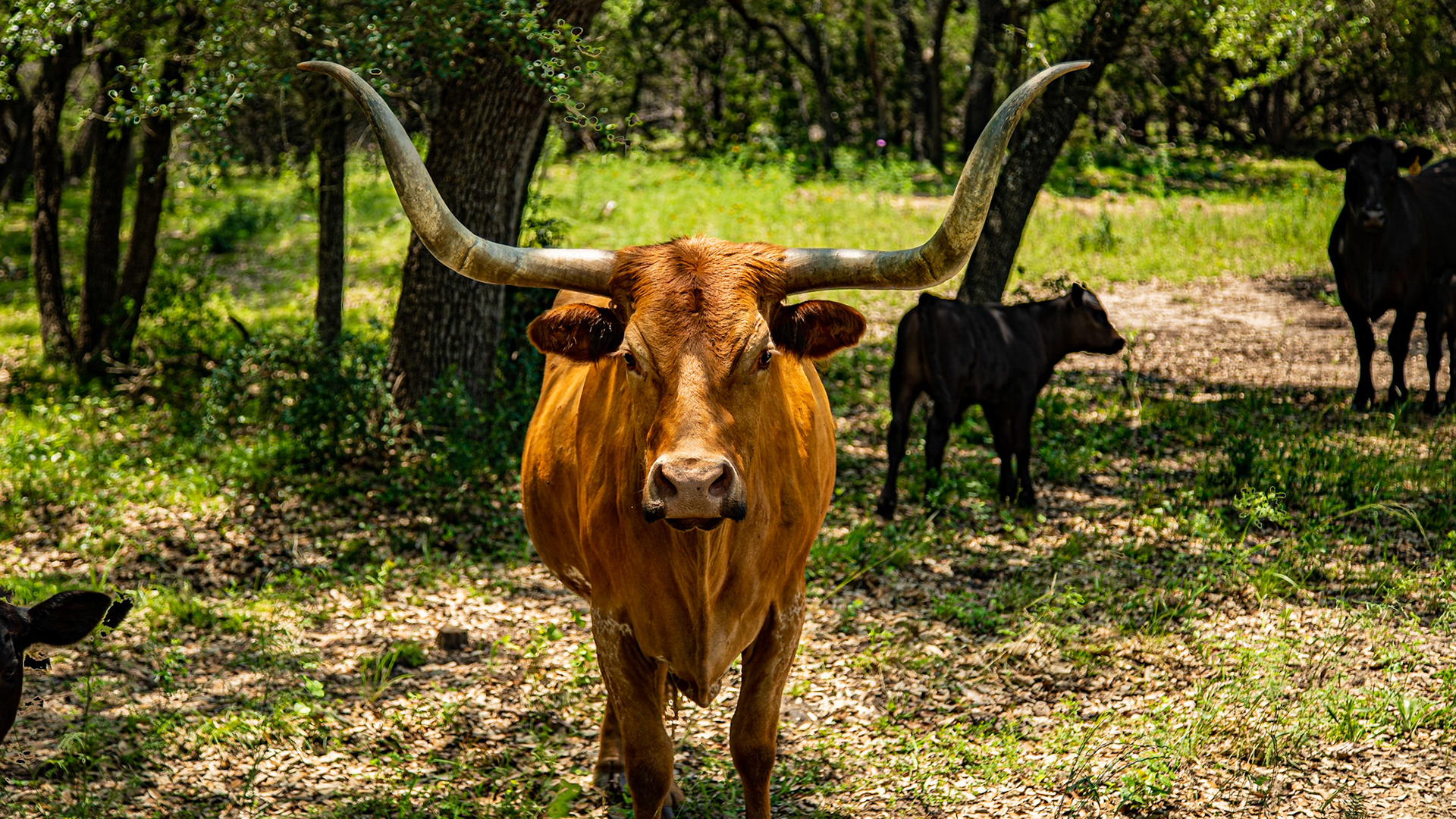 So, while we were getting our wine, they told us about this cow on the property, named Horny Red.  It seems she strays to neighboring fields.  We sat under the trees to talk, before searching for her.  About the time we finished the wine, she came to us.