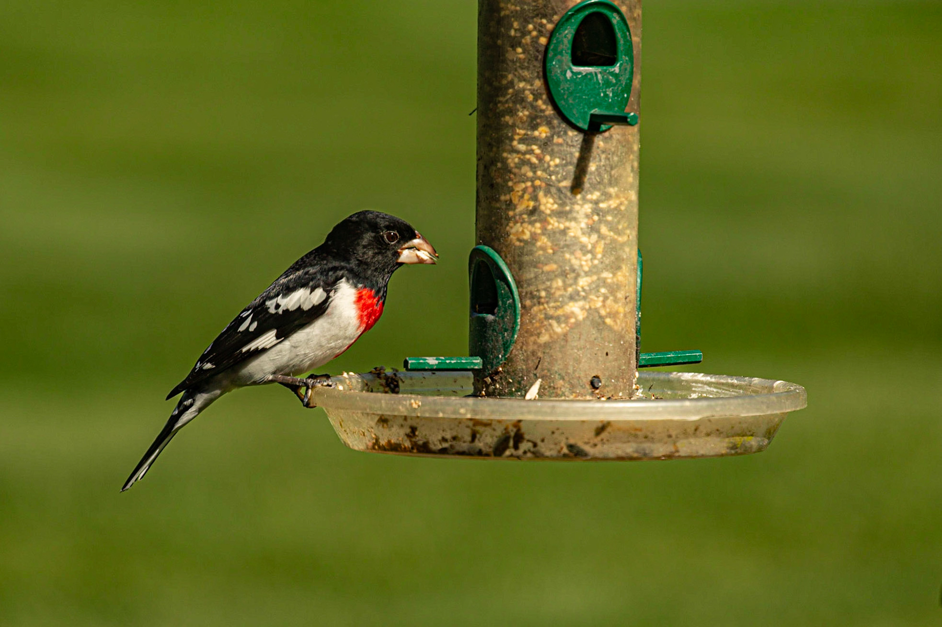 Rose-Breasted Gosbeaks