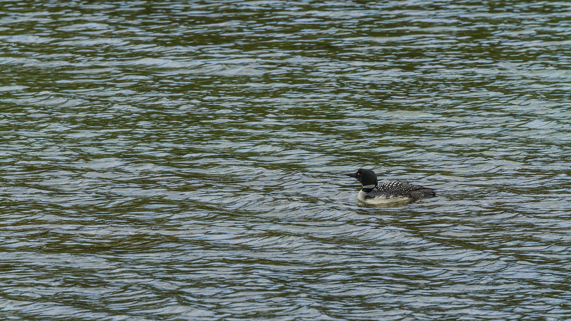 We turned onto Spray Valley Road and figured out that it could eventually take us back to Canmore. Soon, we discovered this Common Loon on a lake near the road.  He performed for me.  Although the road was unpaved gravel, it was smooth and appeared to be a very comfortable drive. We continued.