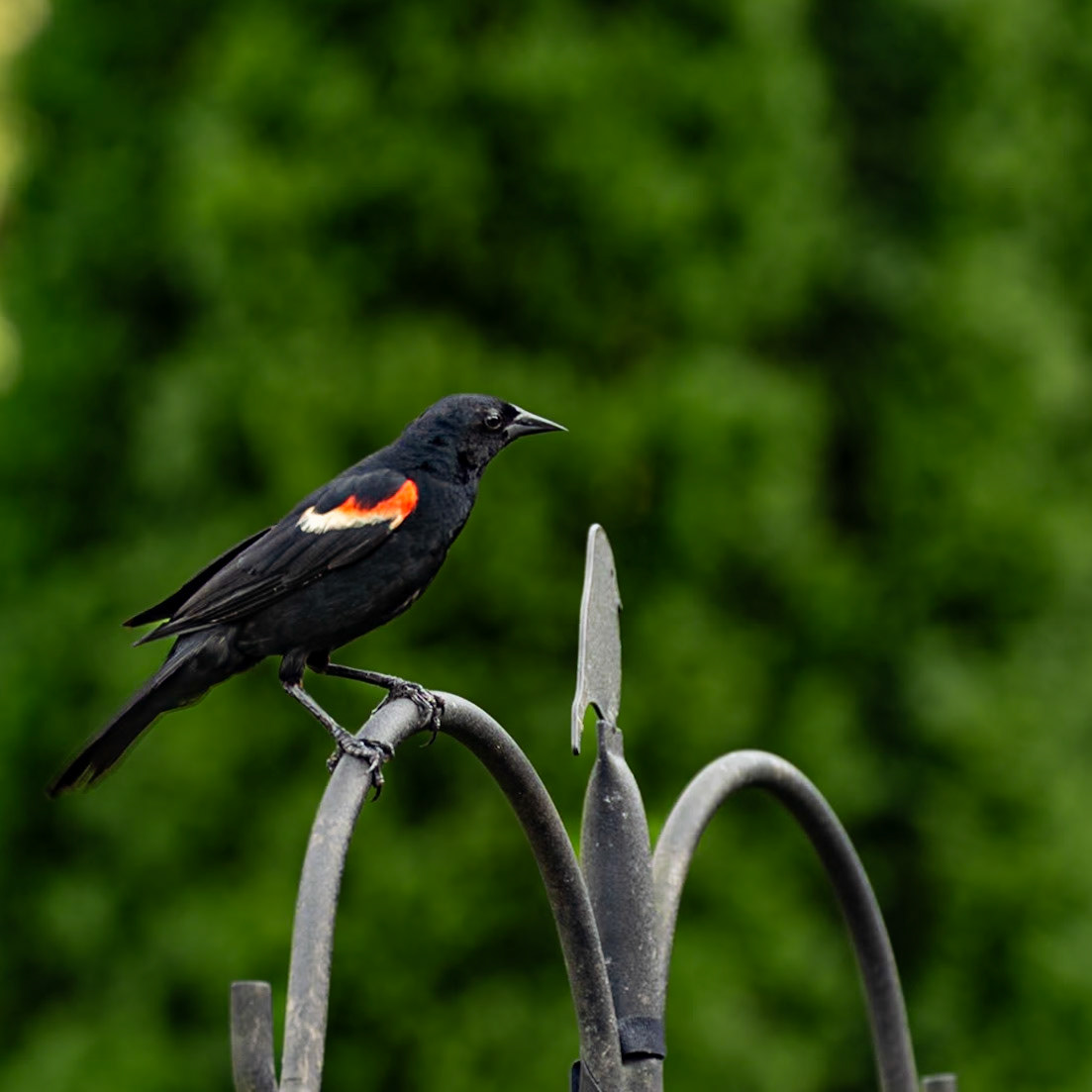 Red-winged Blackbird