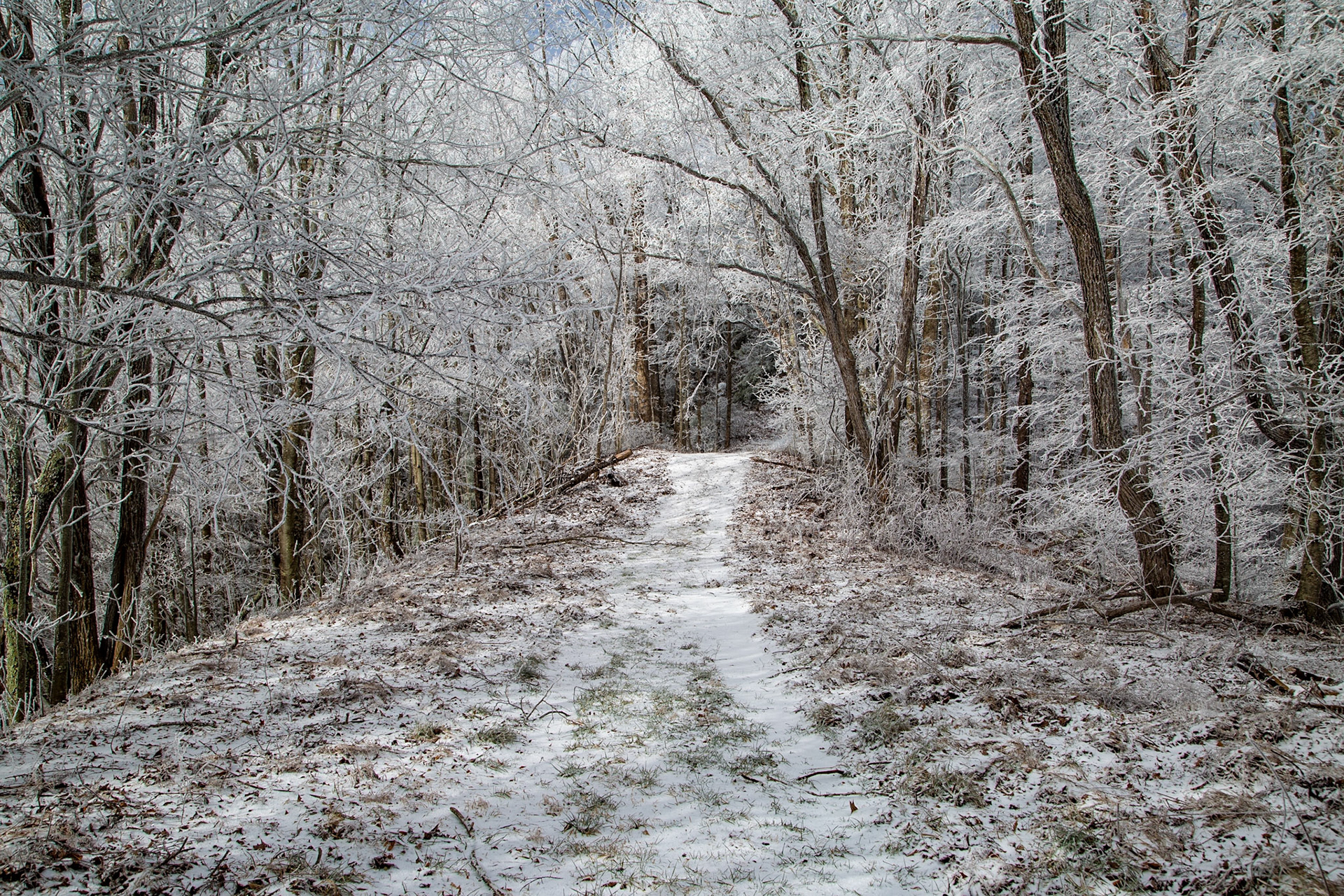 Cherokee National Forest, Cherohala Skyway, Eagle Gap Trail, January 7, 2025