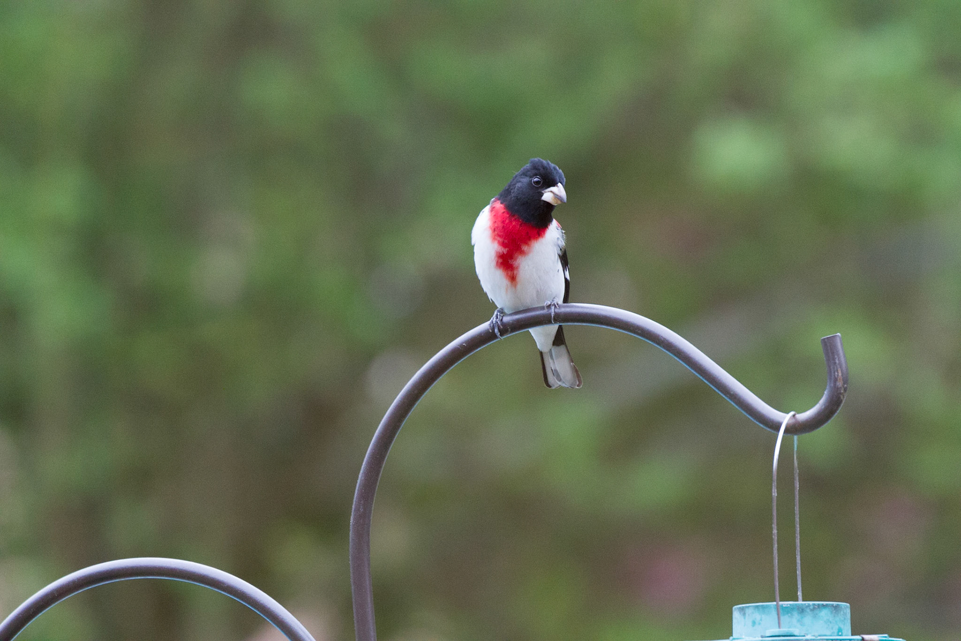 Rose Breasted Grosbeak