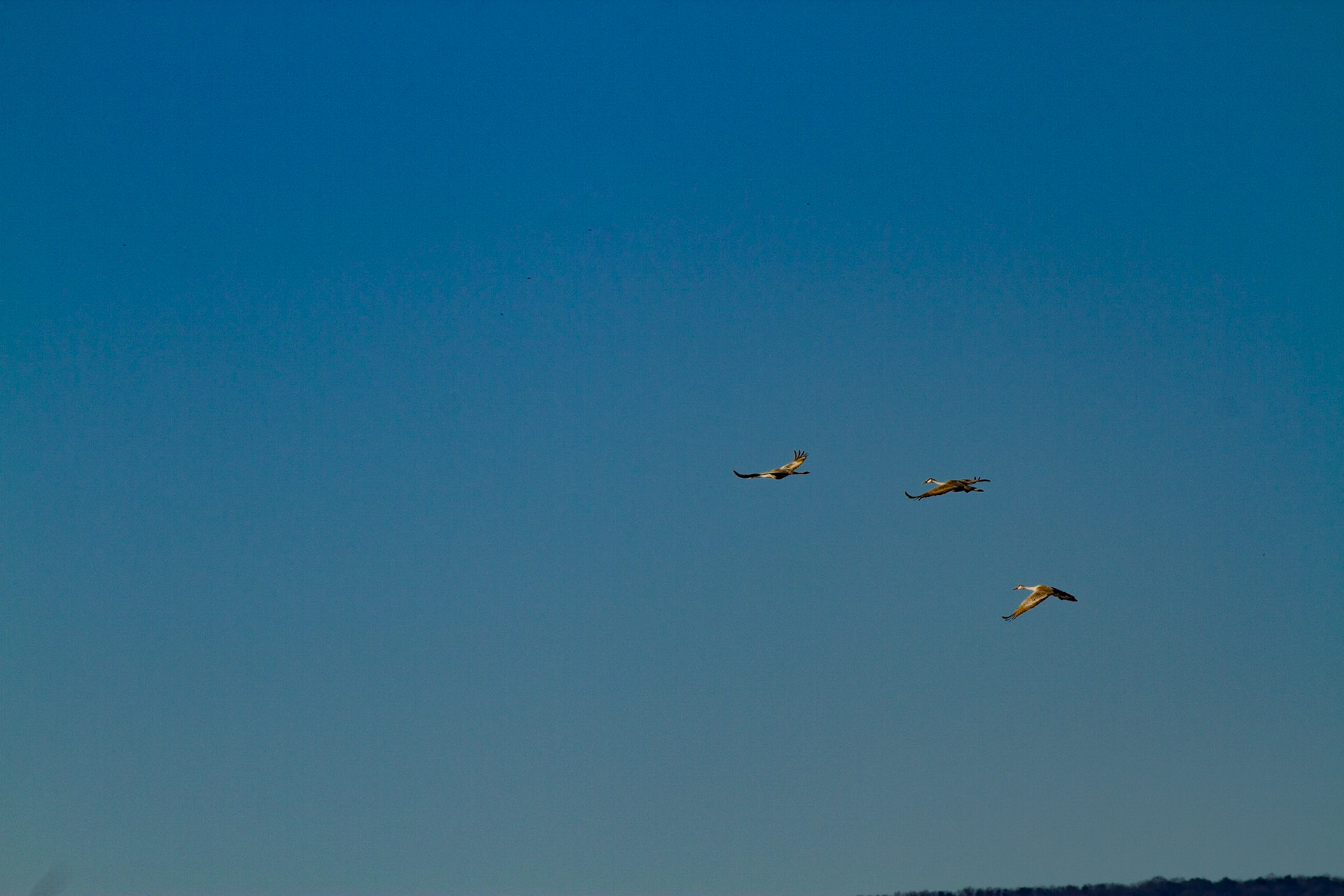 These guys stand 3 to 4 feet tall and have wing spans of 6 feet.