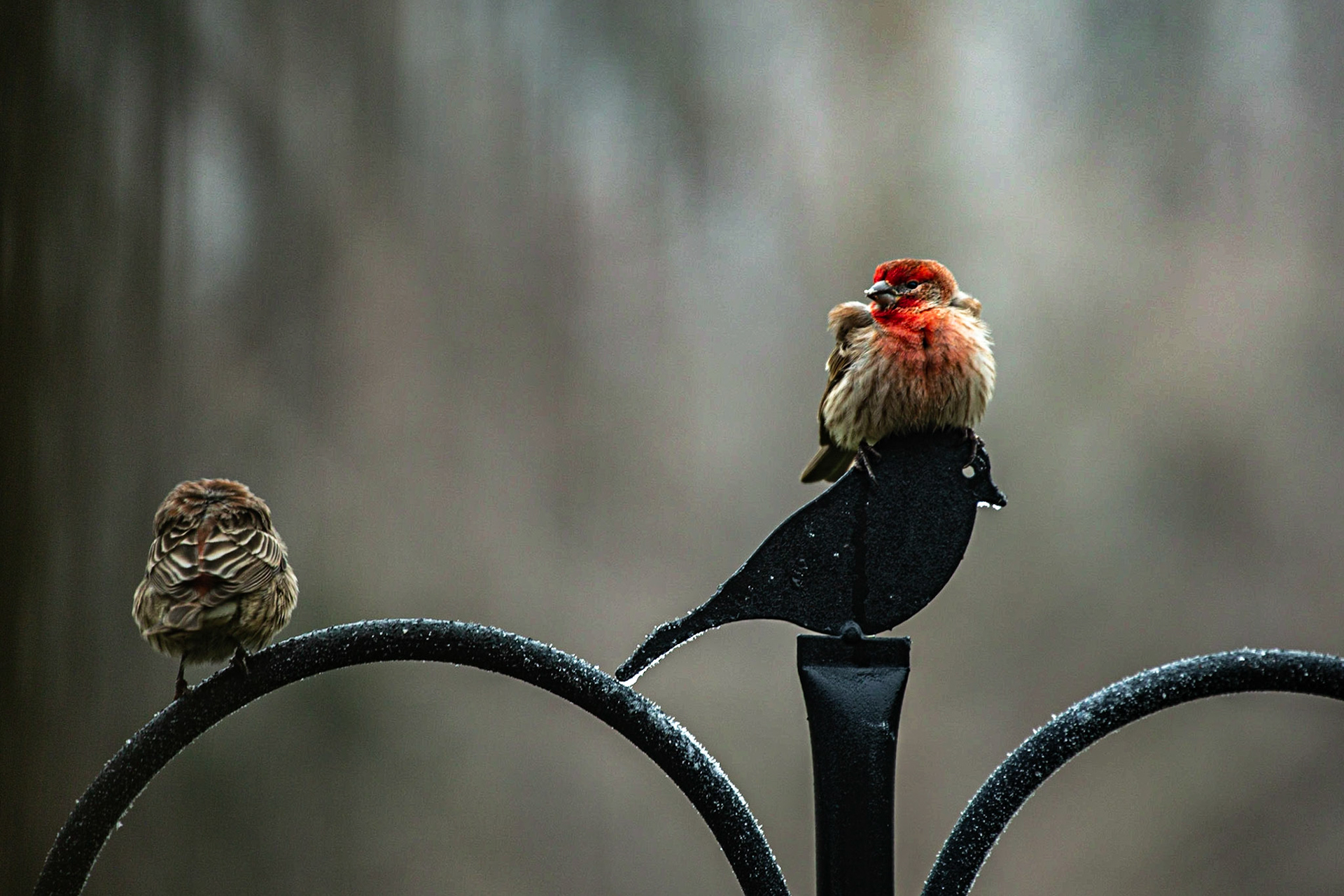 Waiting at the Bird Feeder