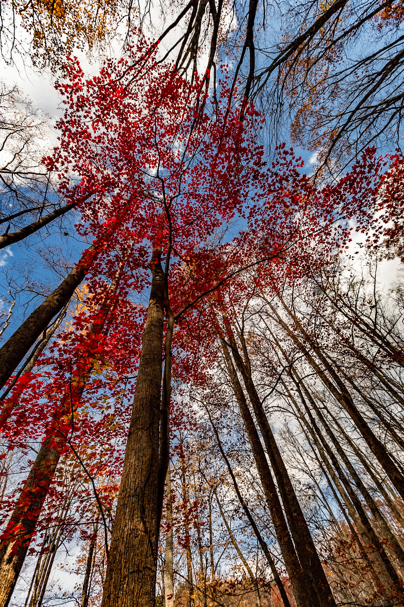 Red, White and Blue in Cherokee National Forest