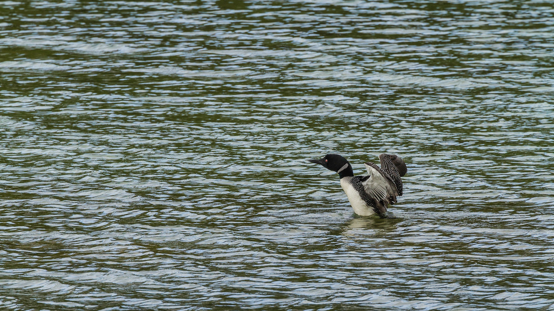 We turned onto Spray Valley Road and figured out that it could eventually take us back to Canmore. Soon, we discovered this Common Loon on a lake near the road.  He performed for me.  Although the road was unpaved gravel, it was smooth and appeared to be a very comfortable drive. We continued.