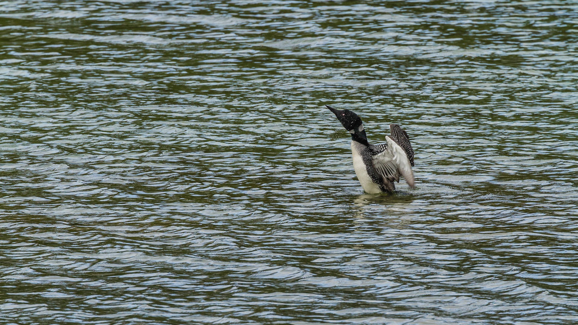 We turned onto Spray Valley Road and figured out that it could eventually take us back to Canmore. Soon, we discovered this Common Loon on a lake near the road.  He performed for me.  Although the road was unpaved gravel, it was smooth and appeared to be a very comfortable drive. We continued.
