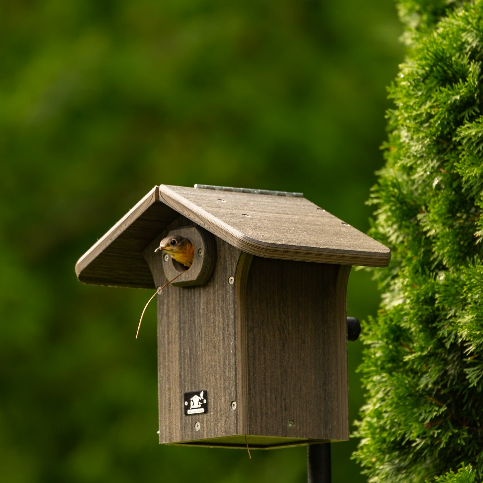 Bluebirds Moving In, June 20, 2023