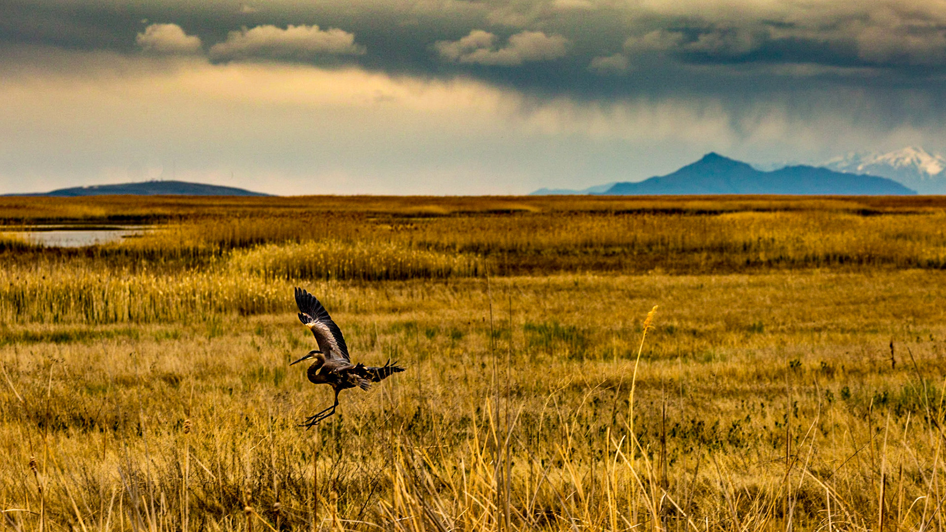 Heron at Bear River Migratory Bird Refuge