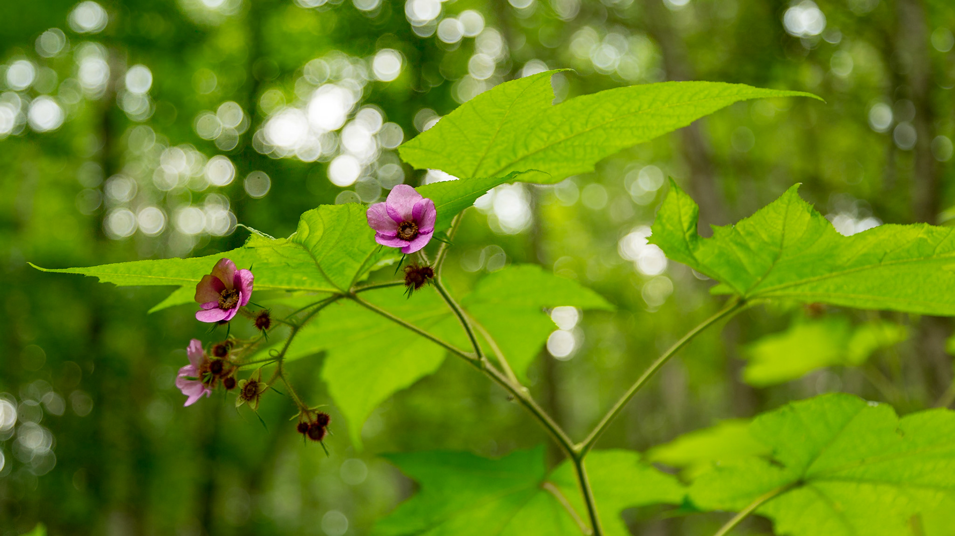 Near Cold Springs Road Intersection