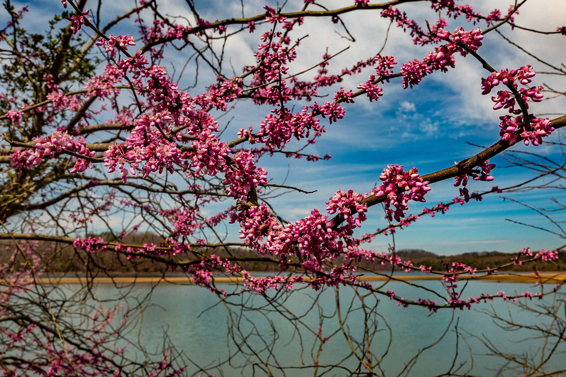 Redbuds at Tanasi Memorial, Cherokee National Forest, March 21, 2023
