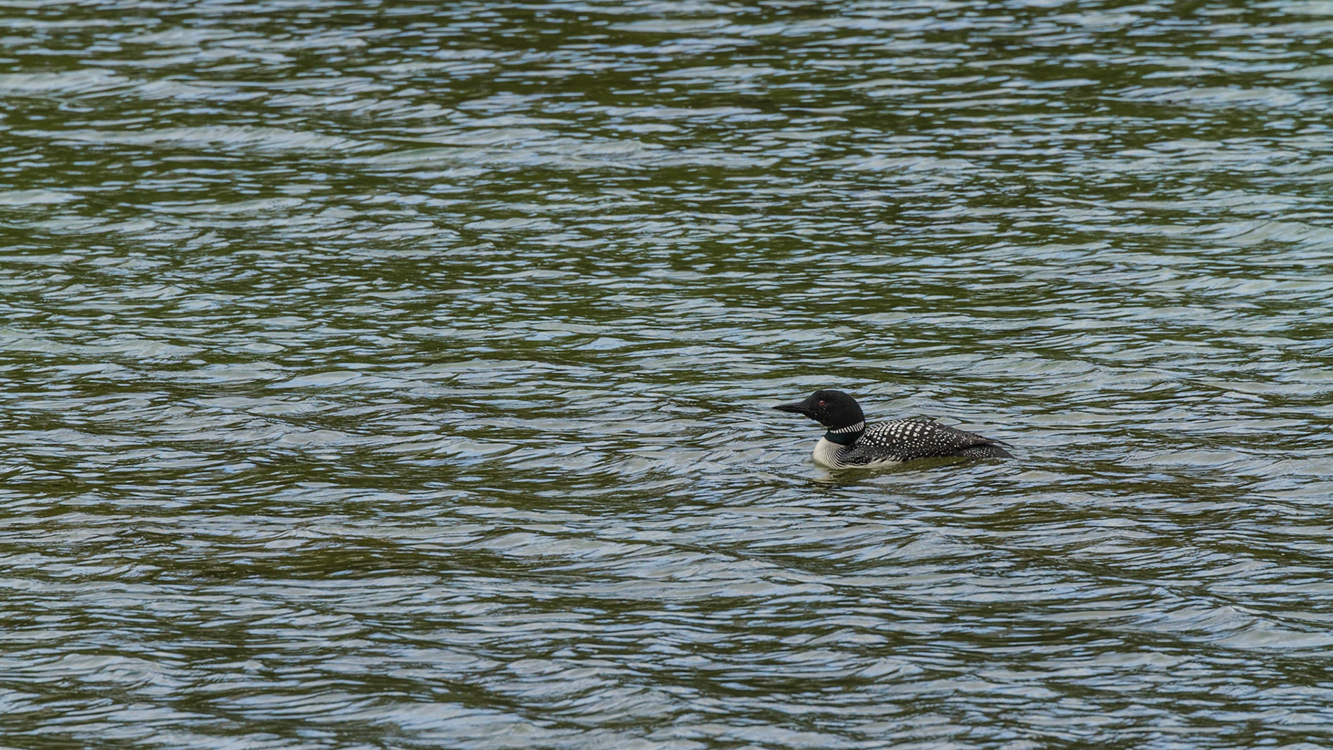 We turned onto Spray Valley Road and figured out that it could eventually take us back to Canmore. Soon, we discovered this Common Loon on a lake near the road.  He performed for me.  Although the road was unpaved gravel, it was smooth and appeared to be a very comfortable drive. We continued.