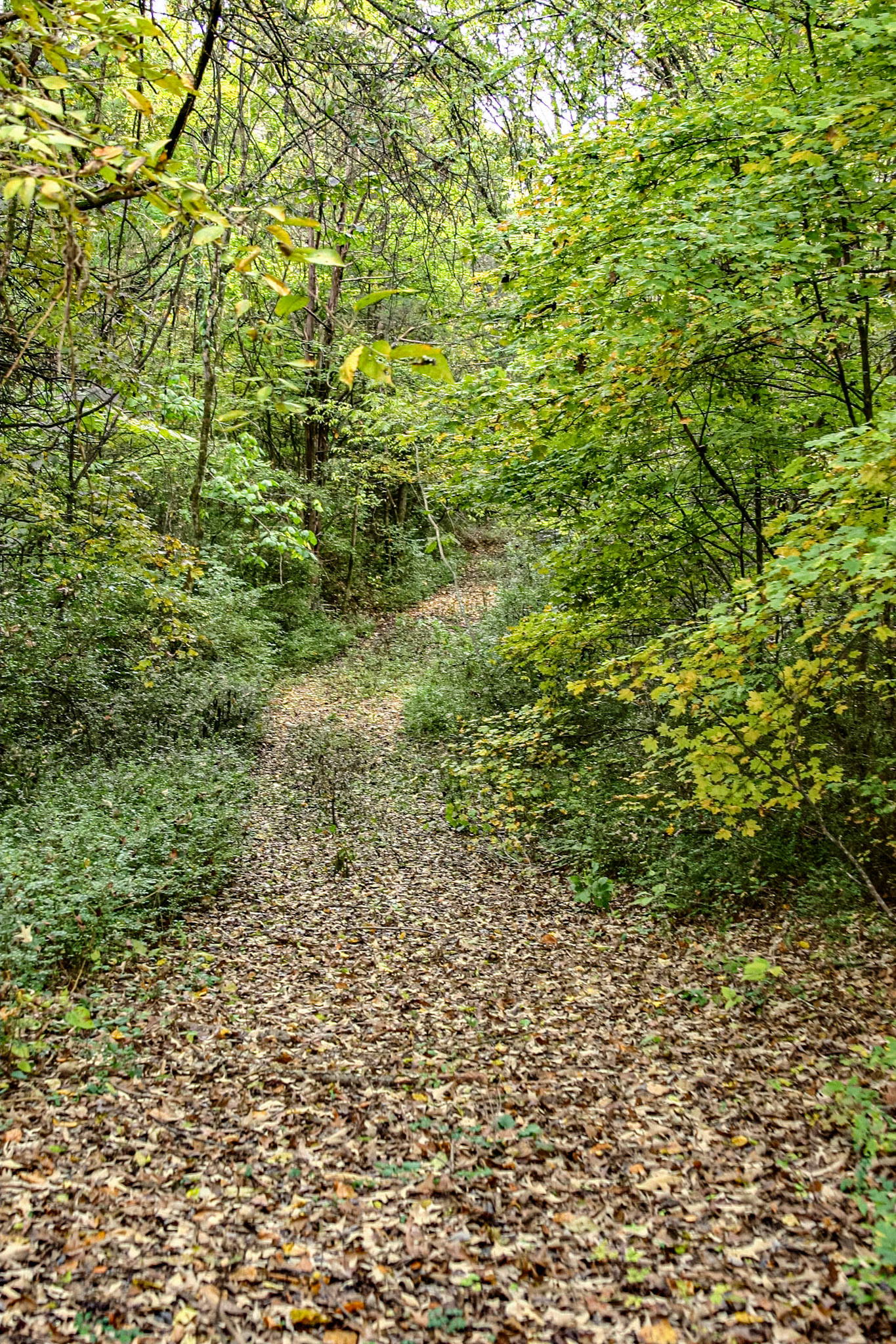 Sunday afternoon, my wife wanted to see some fall color.  We made it to Townsend, Tennessee for lunch at Timbers before the trip on Foothills Parkway to Chilhowee Lake.