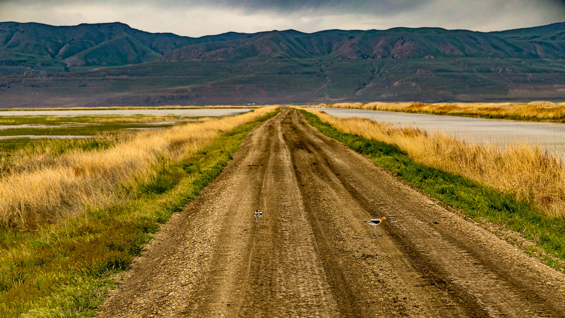 Bear River Migratory Bird Refuge, Brigham City, Utah, May 11, 2014