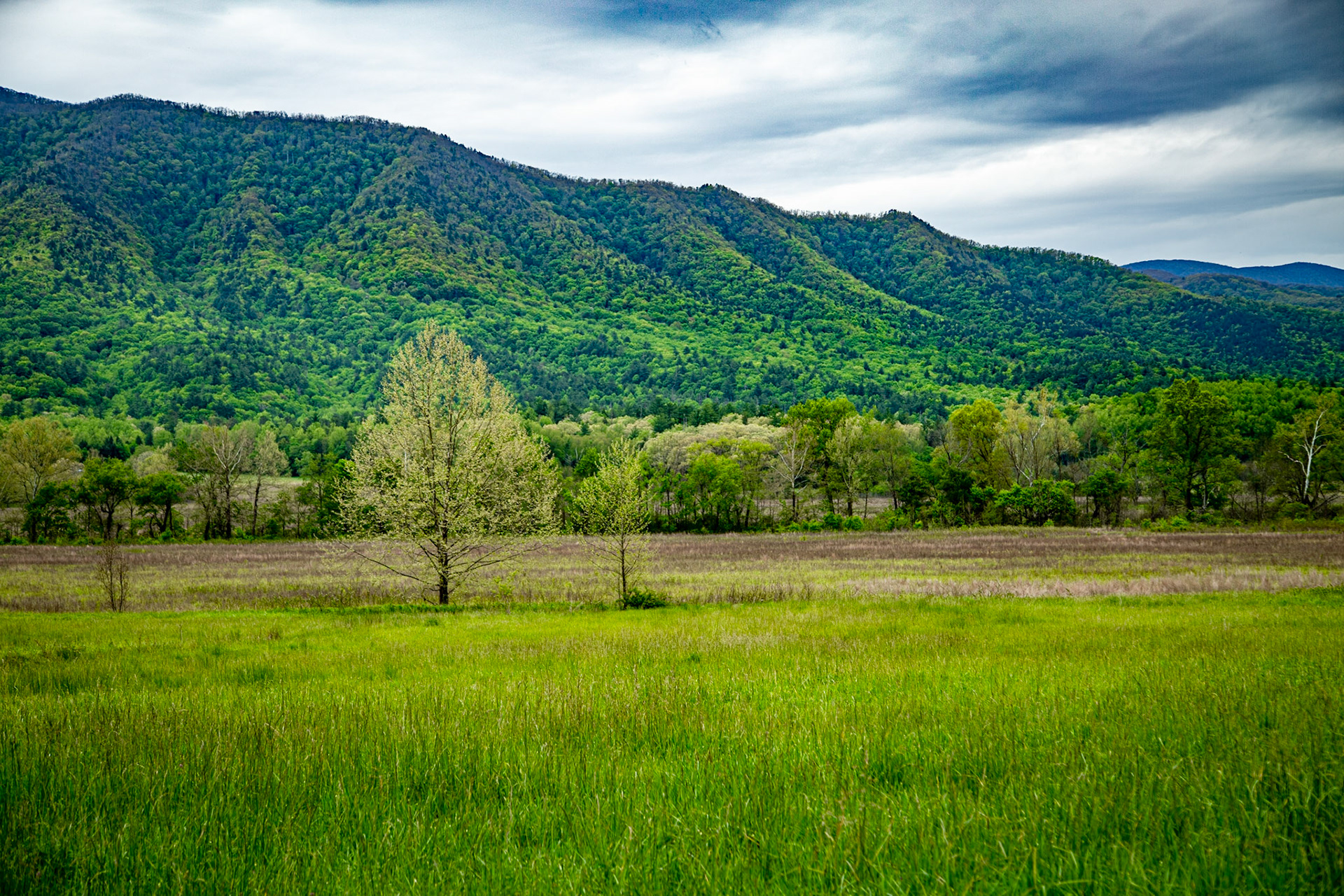 Cades Cove Spring